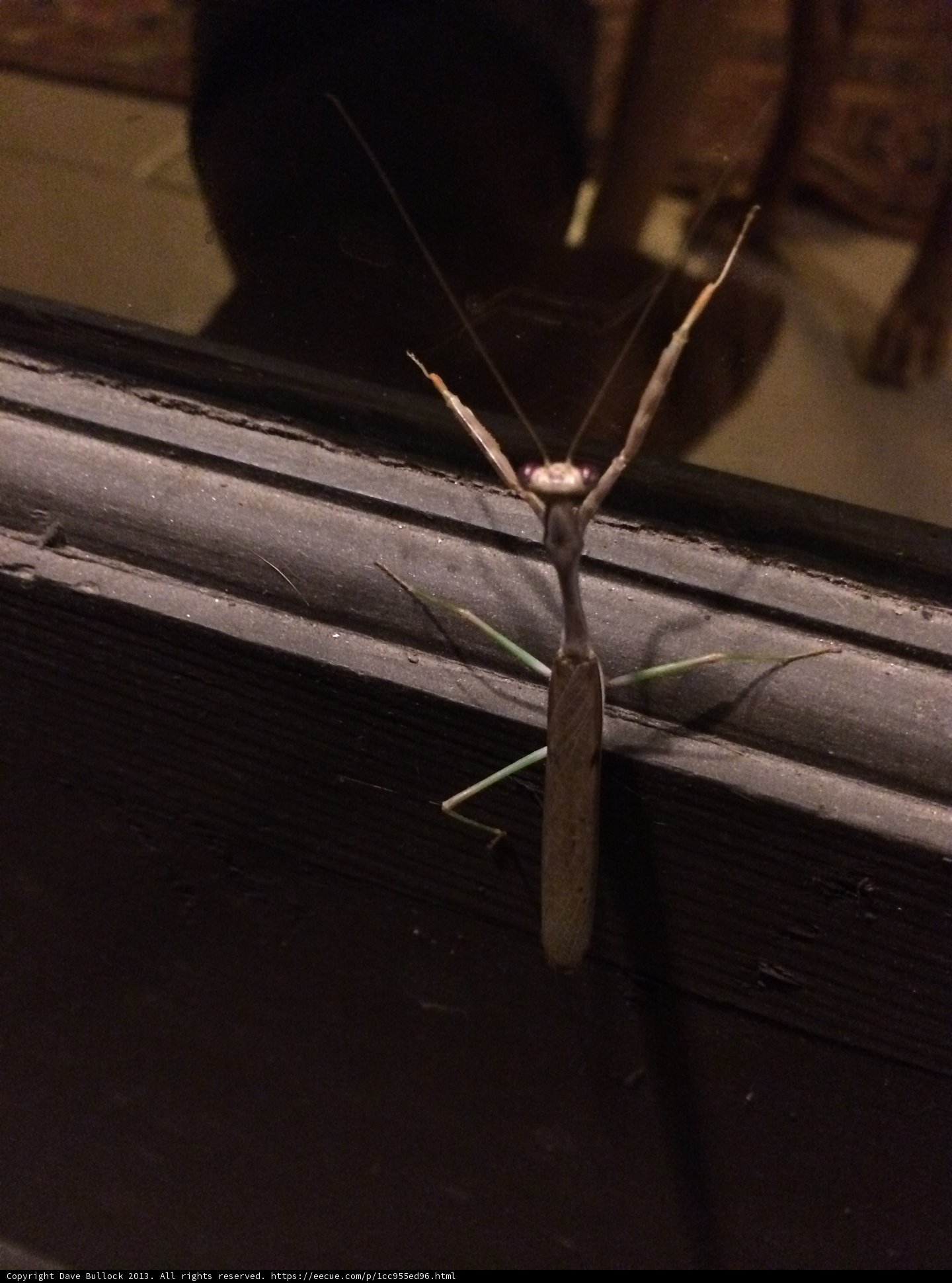 Graceful Praying Mantis