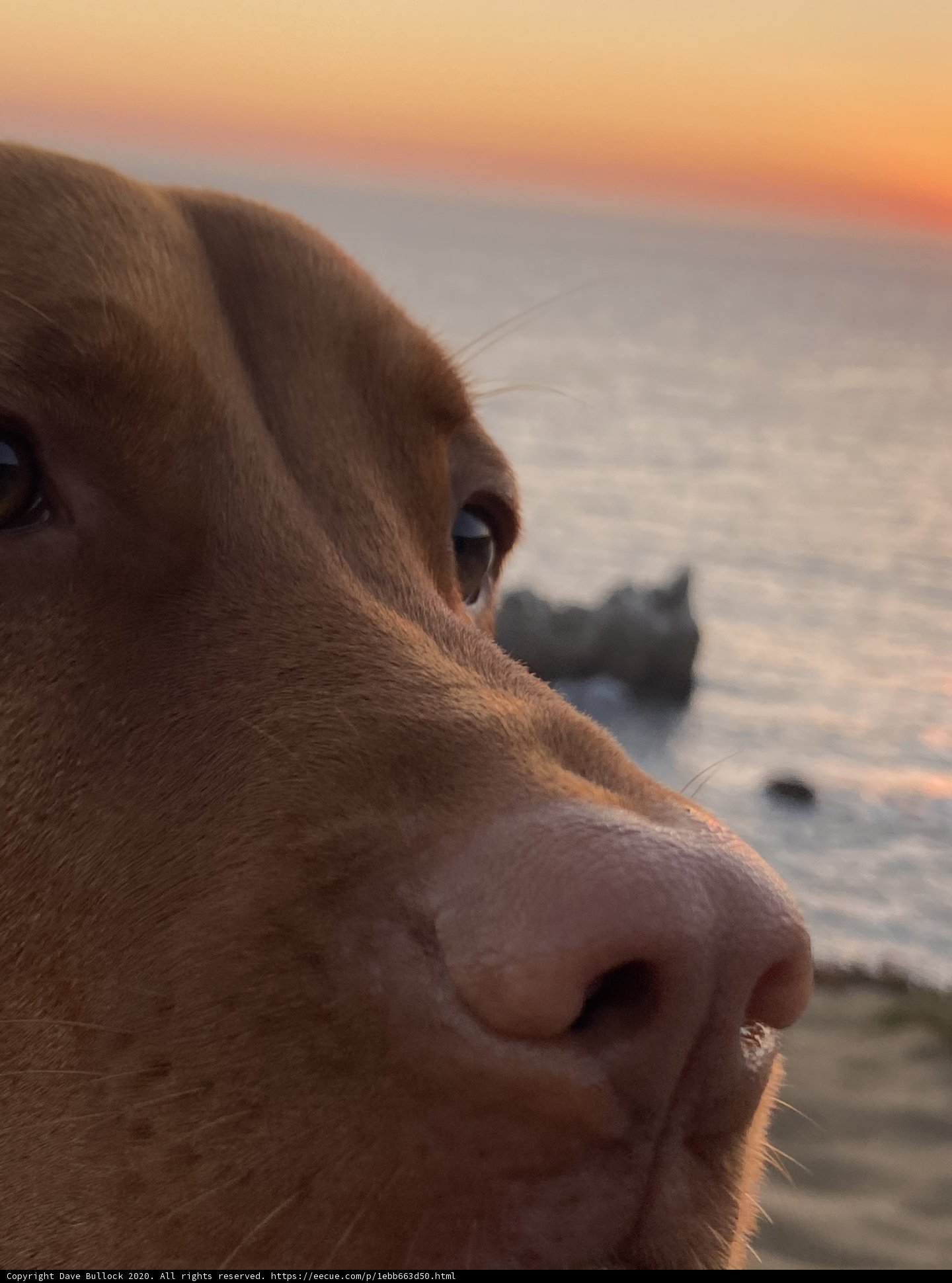 Canine Contemplation