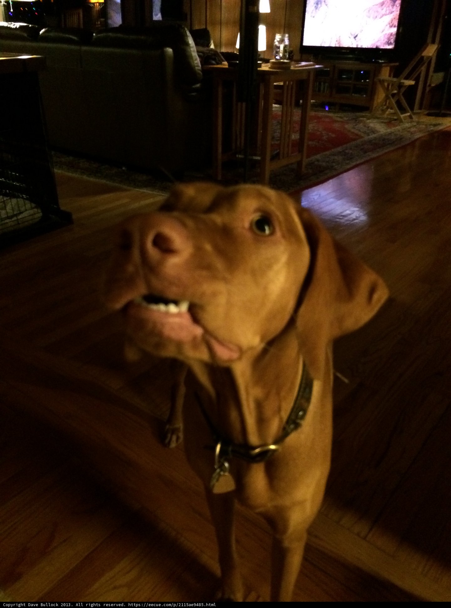 Furry Friend Enjoys A Night In
