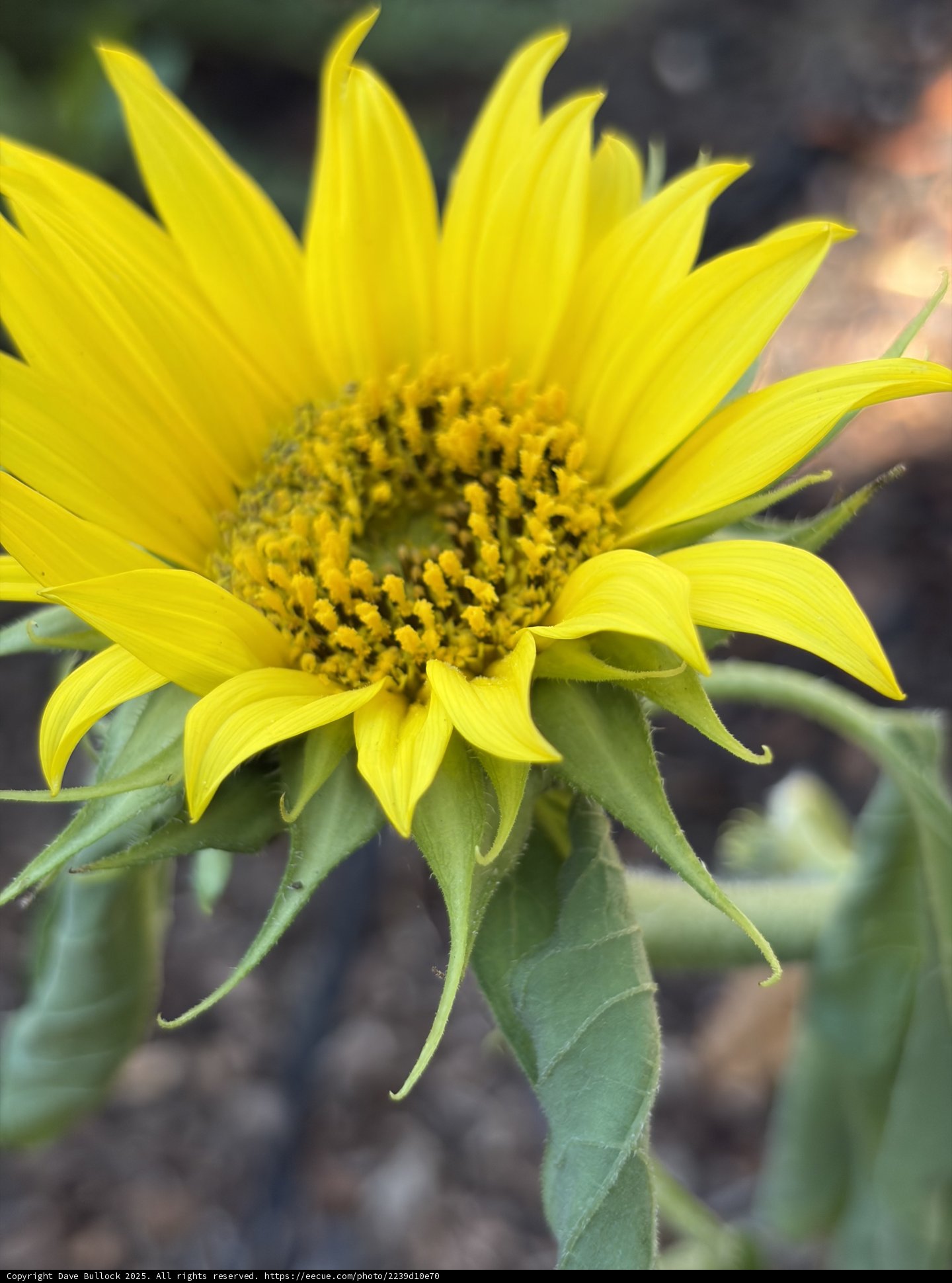 Radiant Sunburst