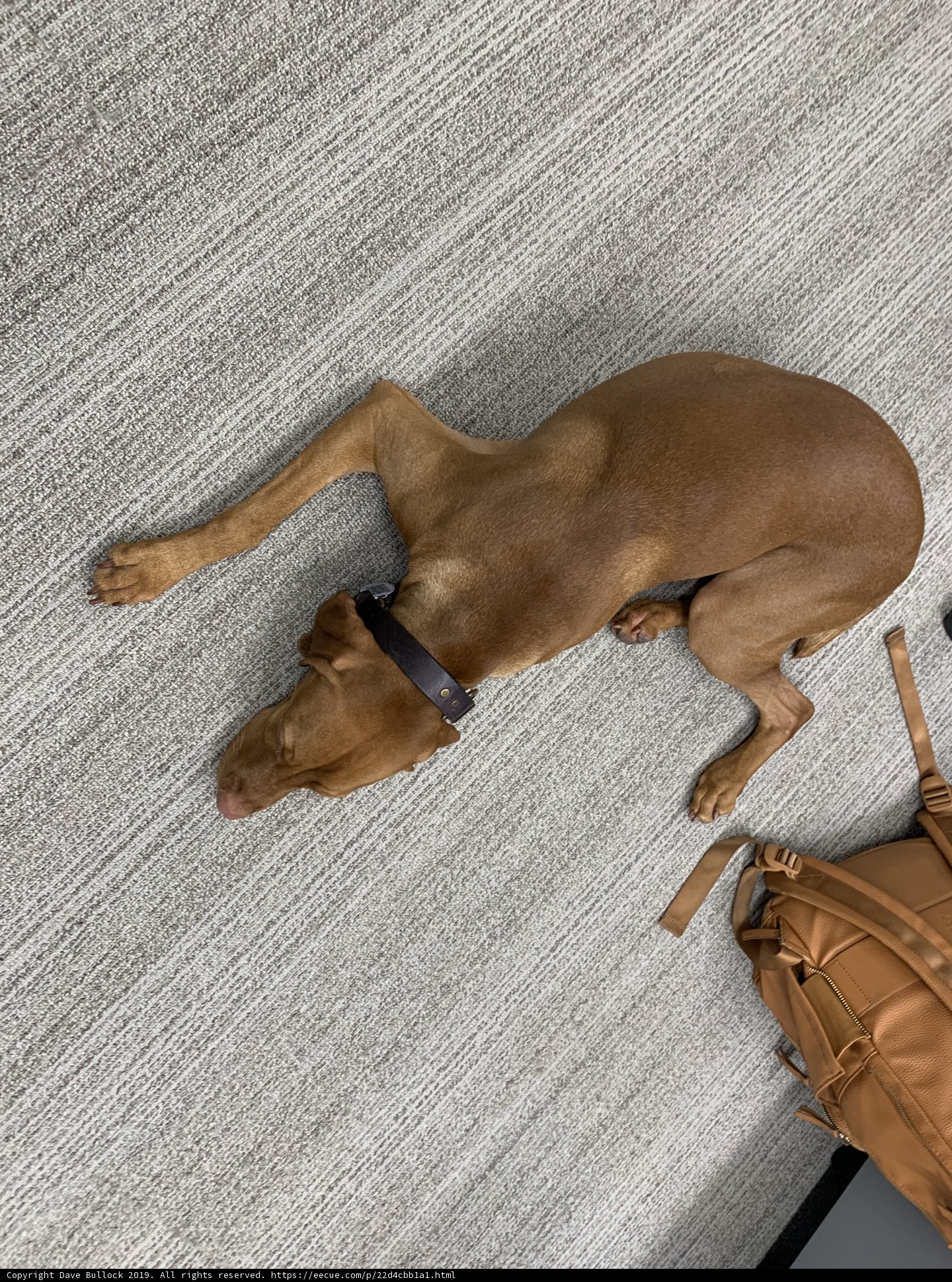 Furry Vizsla Dreams of Adventure