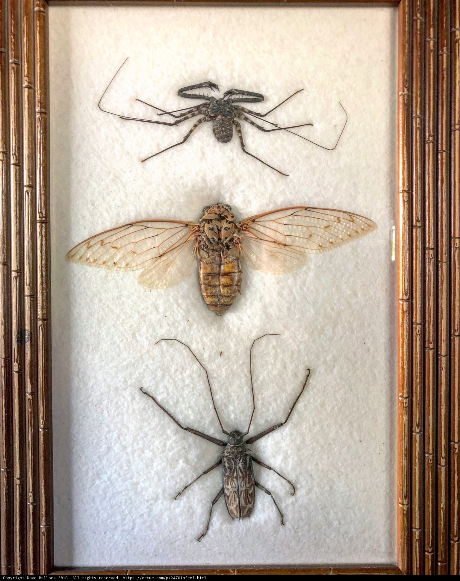 Arthropod Art