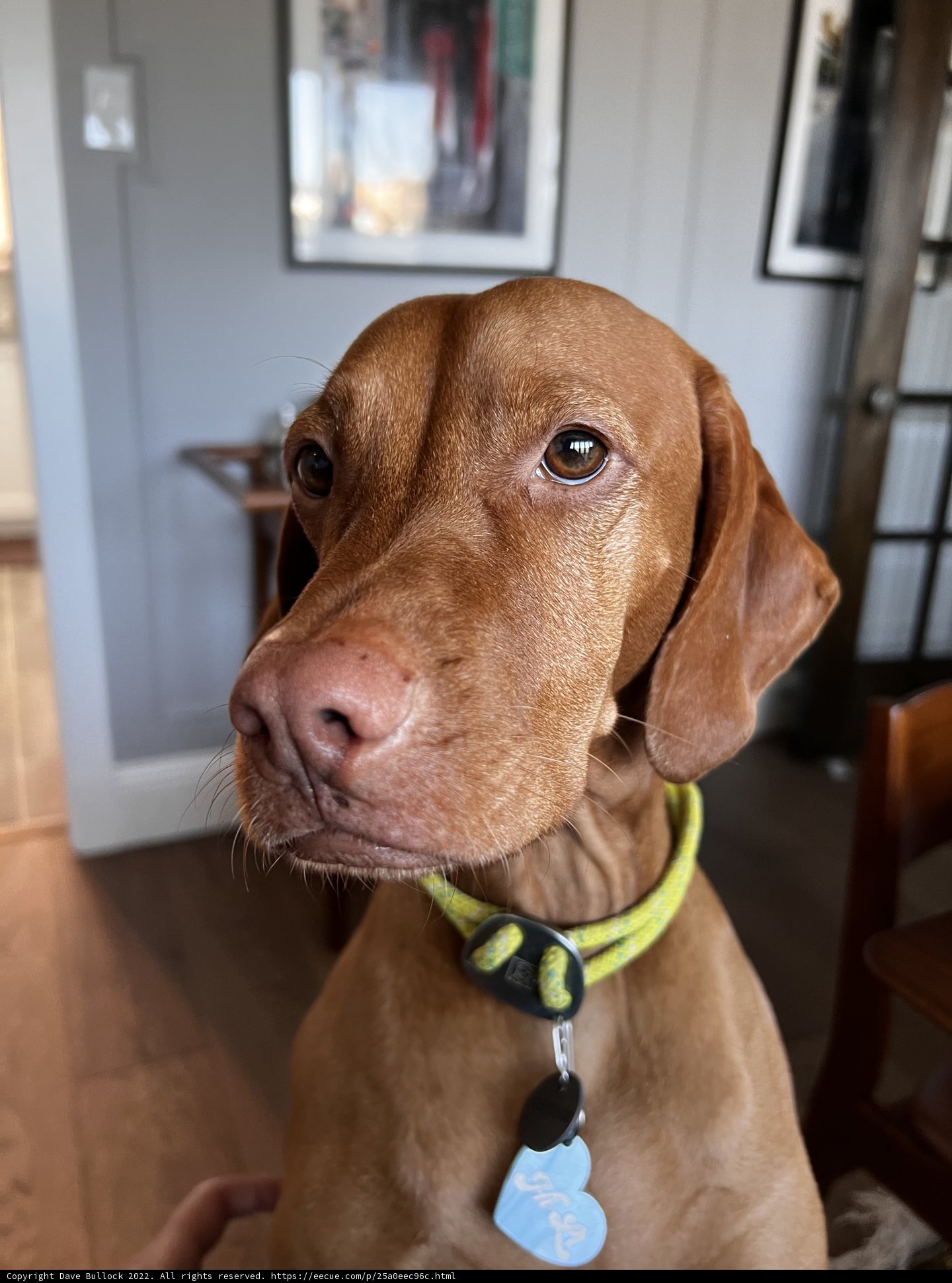 Regal Hound