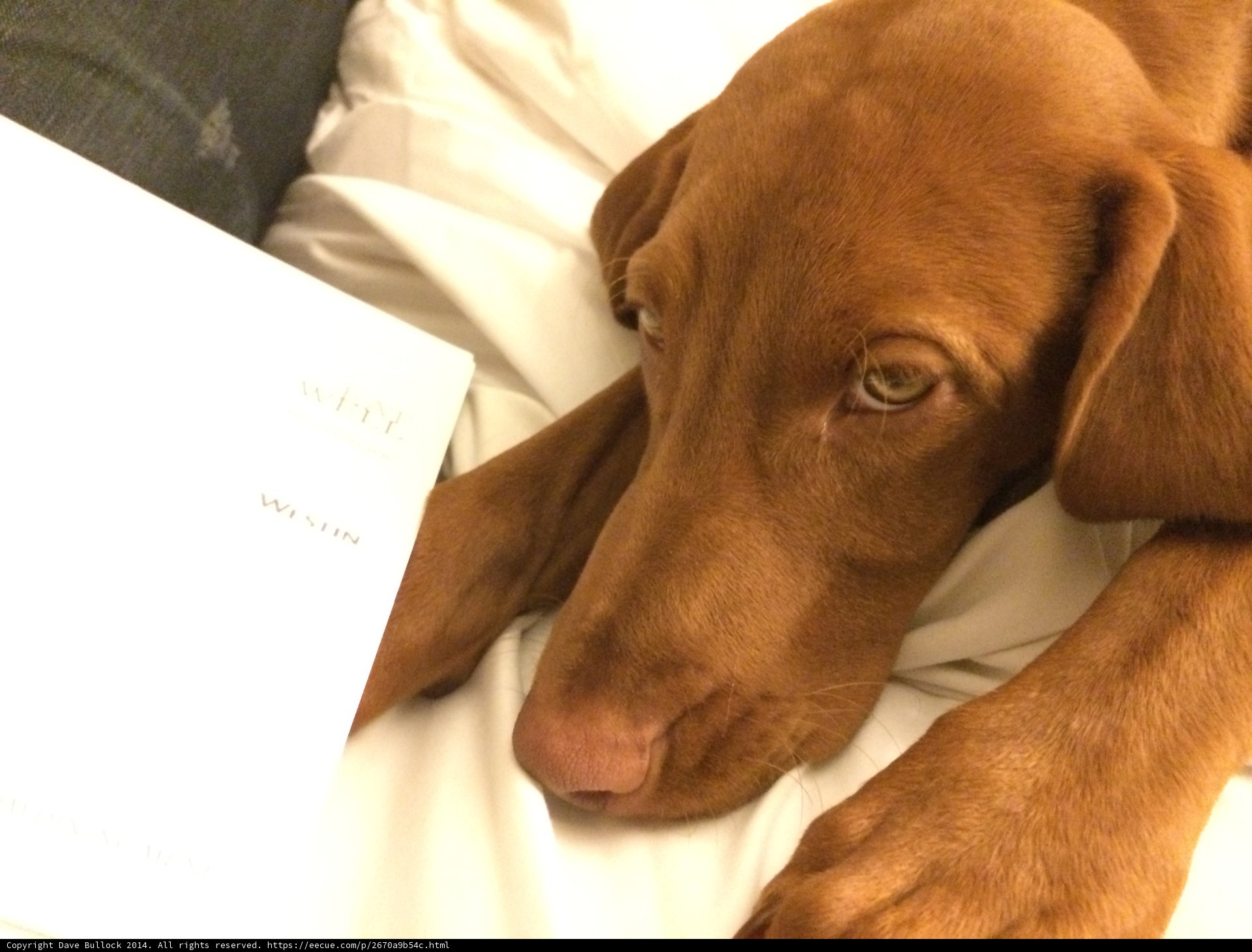 Cozy Reading Buddies
