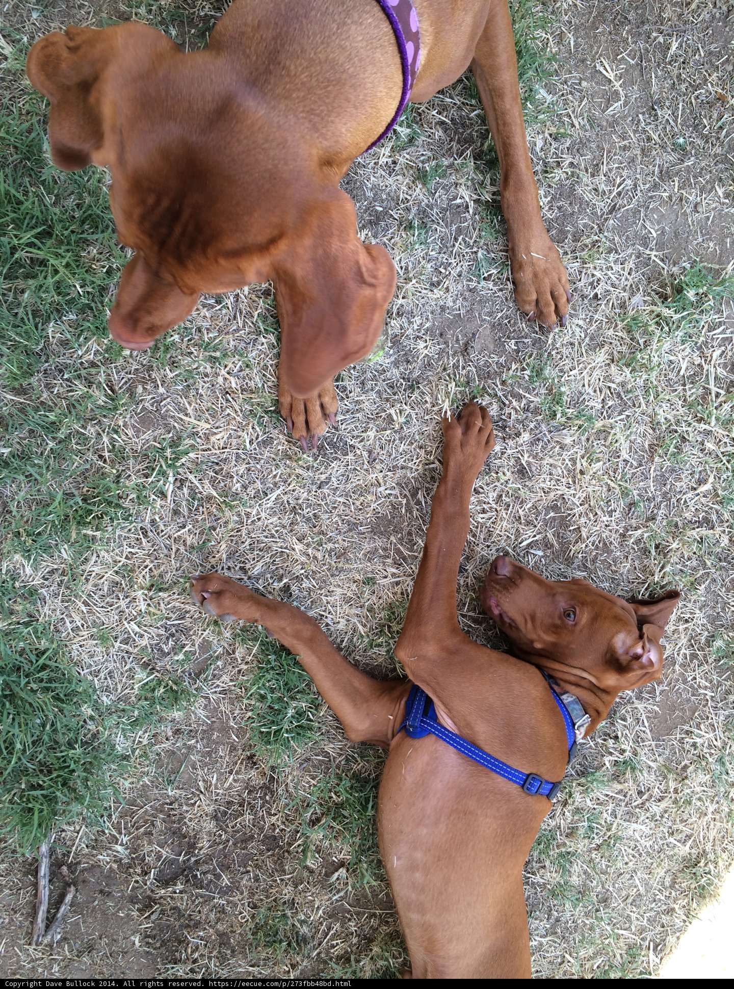 Lazy Day in the Grass