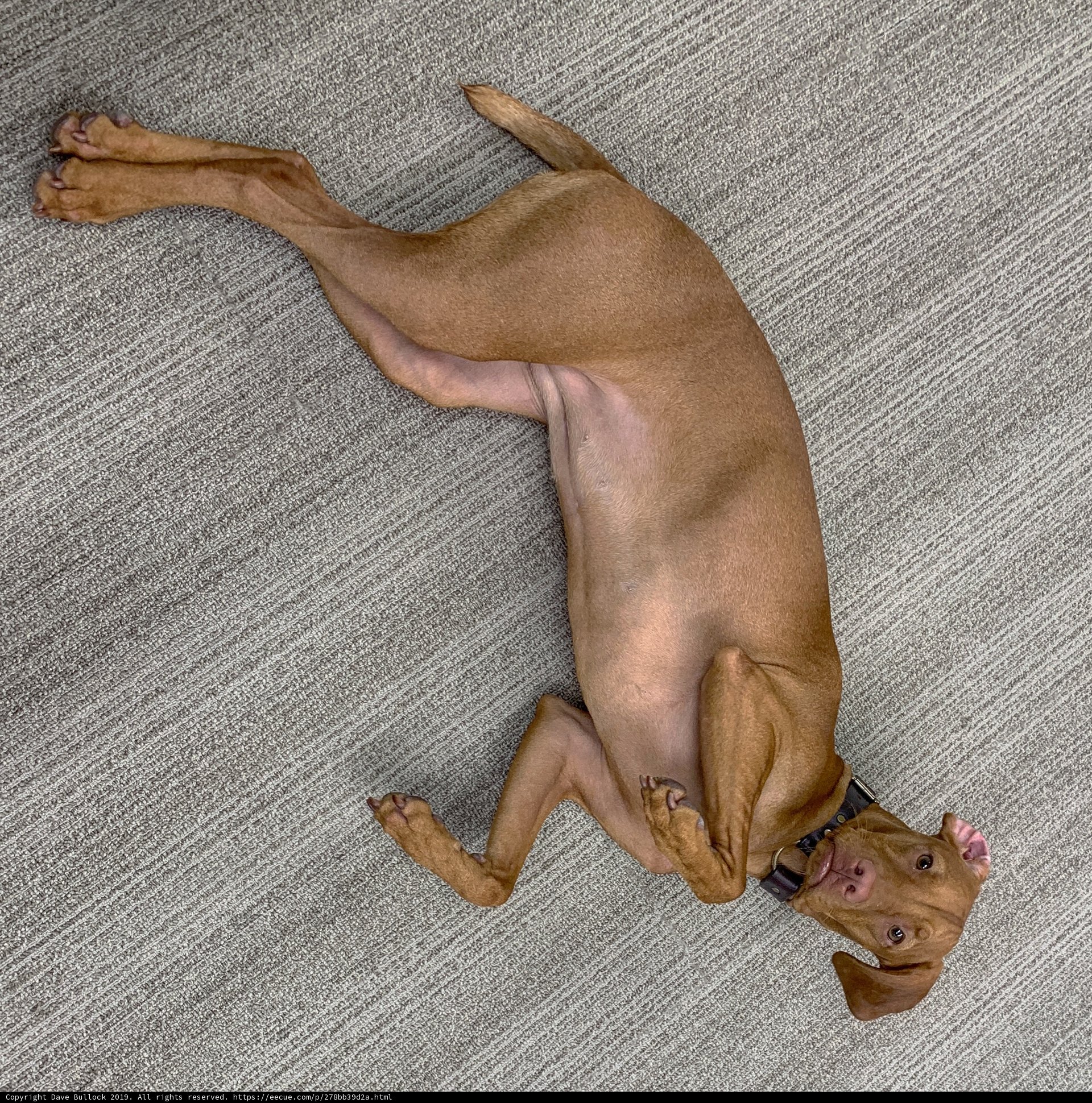 Lazy Vizsla
