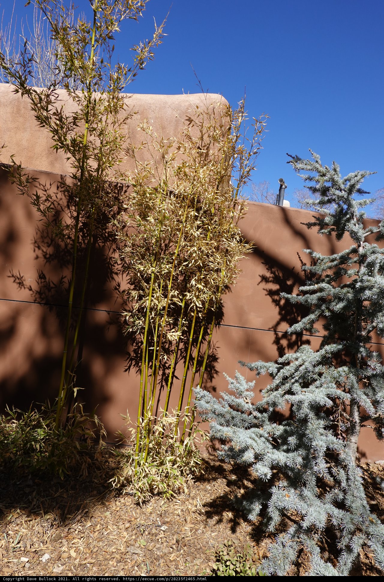 Majestic Fir Tree against Brown Wall