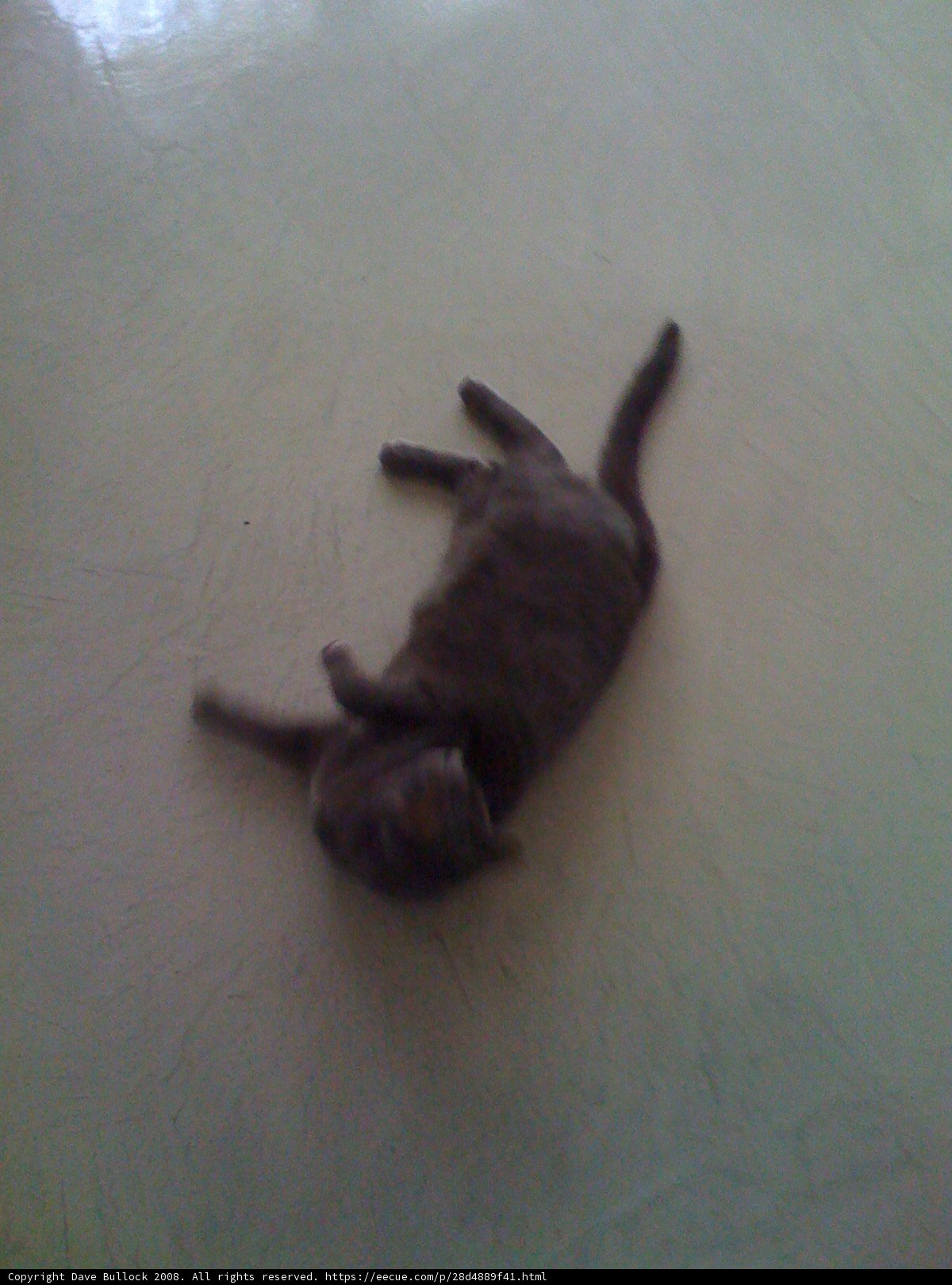 Lazy Black Kitten