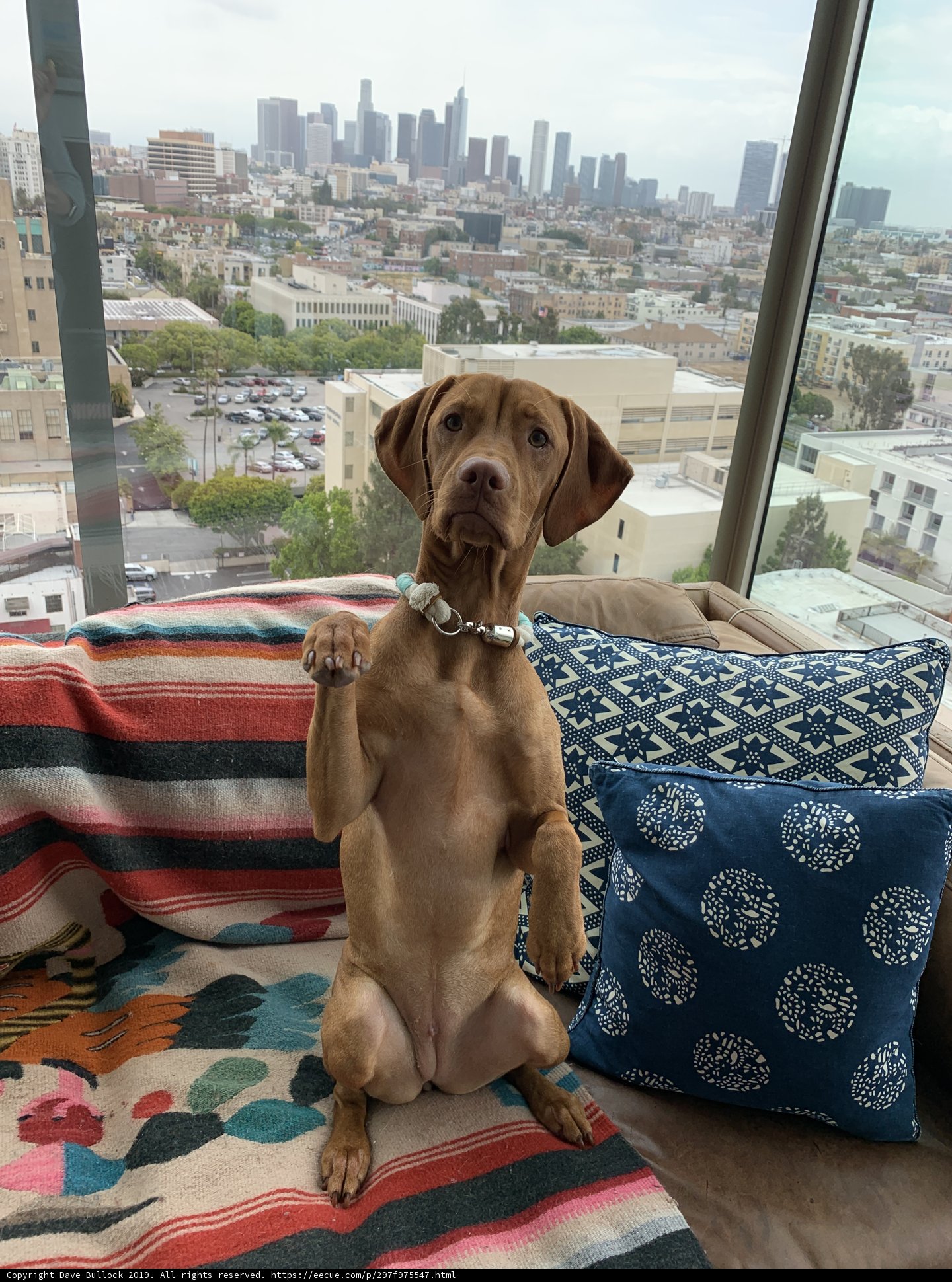 Cozy Canine Companion