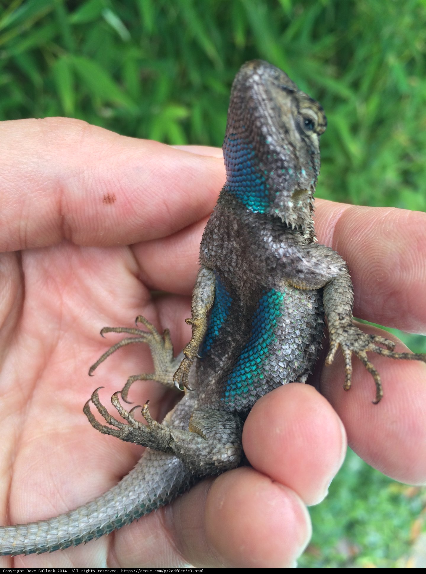 Striped Lizard on the Grass