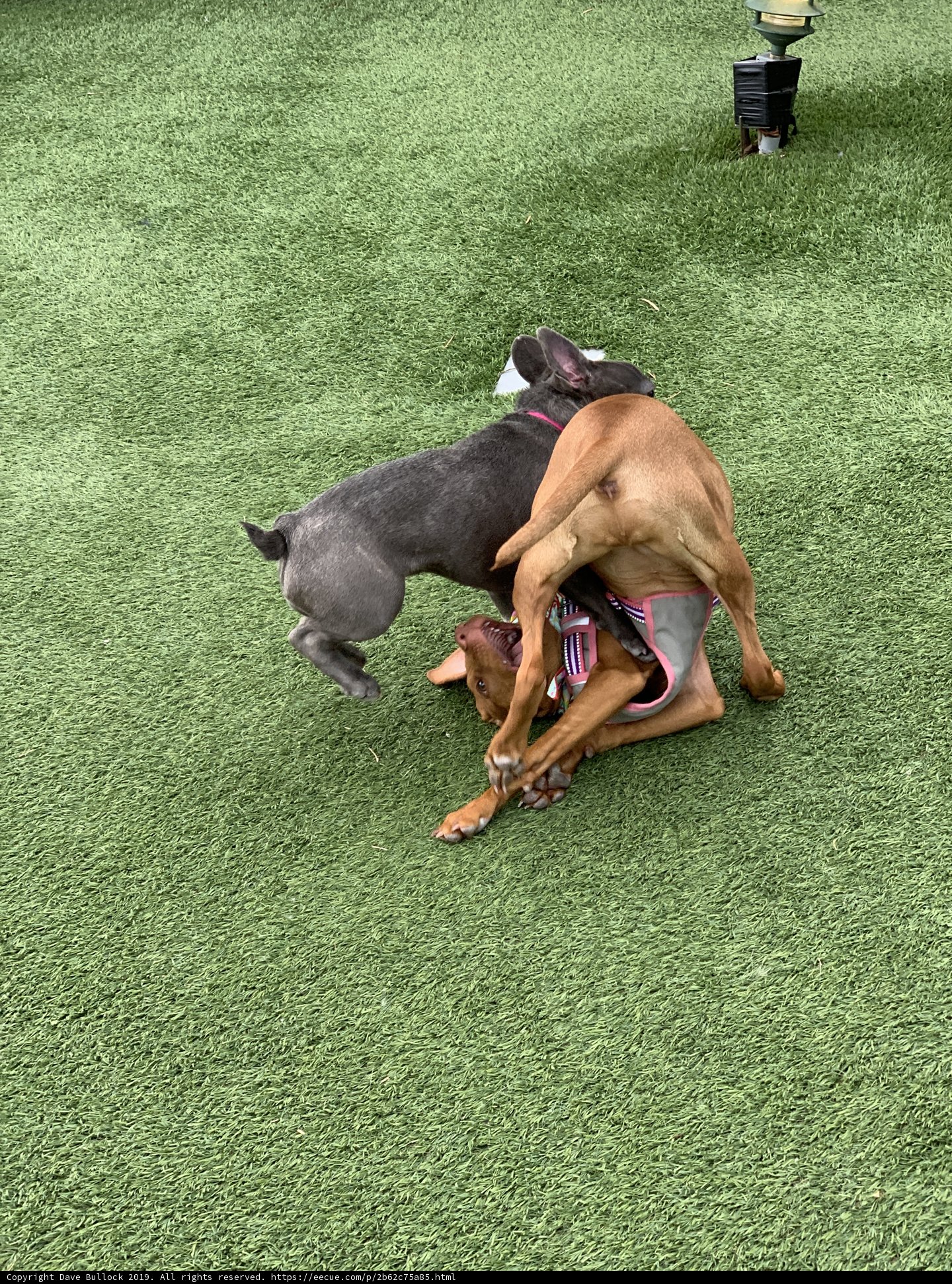 Canine Combat