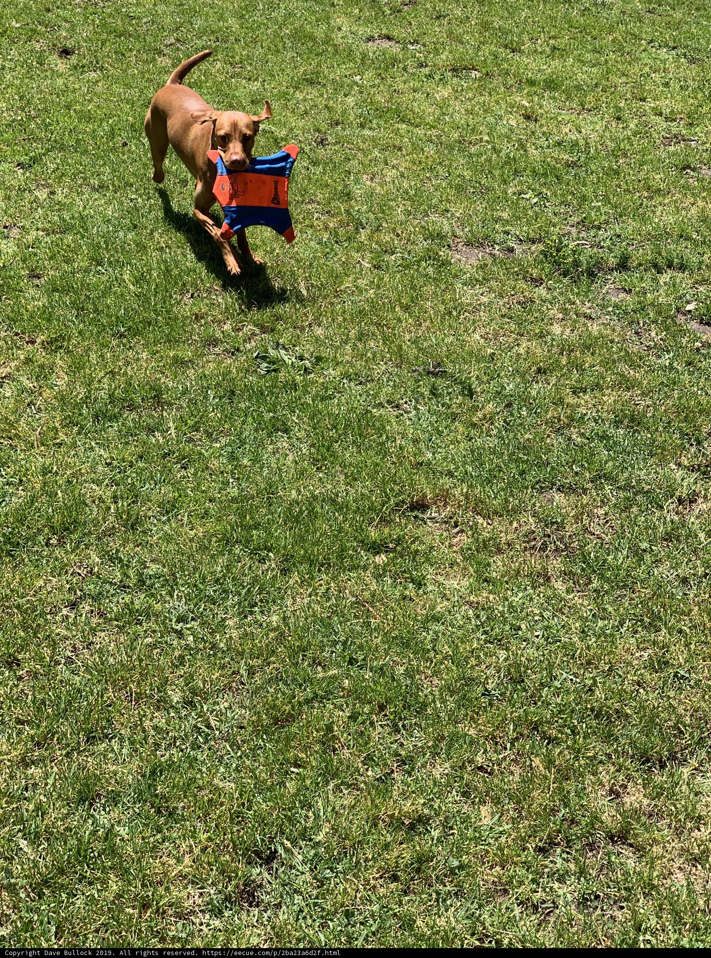 Happy Pup with a Frisbee