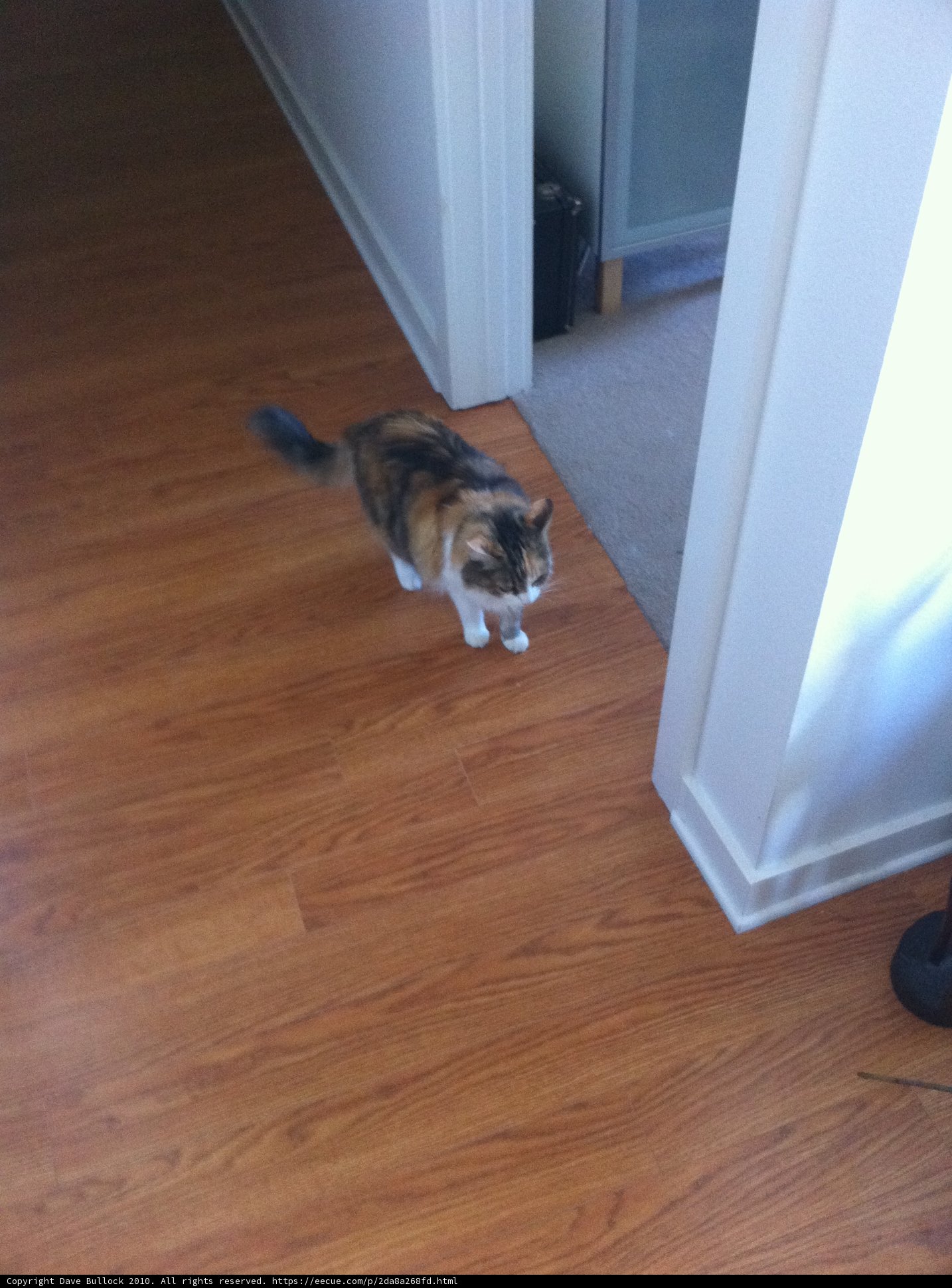The Feline Explorer