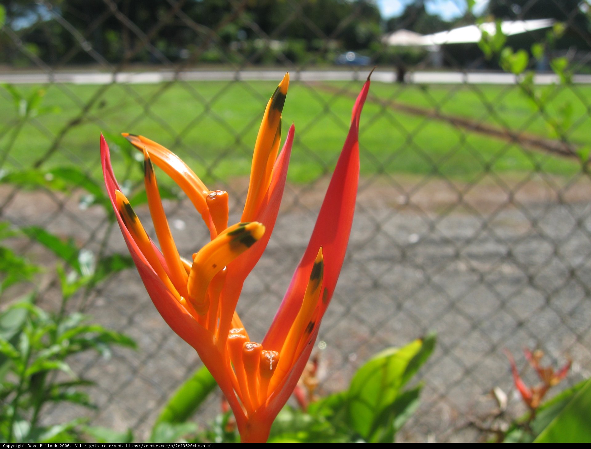 Orange Beauty in the Wild