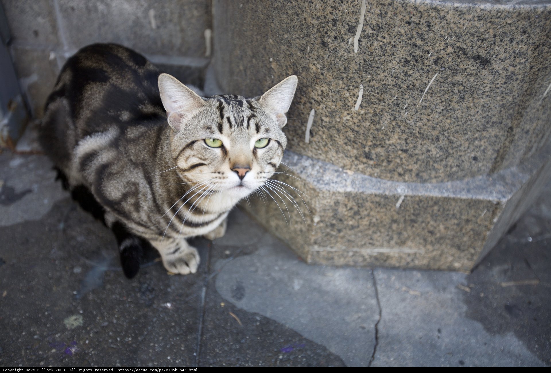 Classic Abyssinian Cat