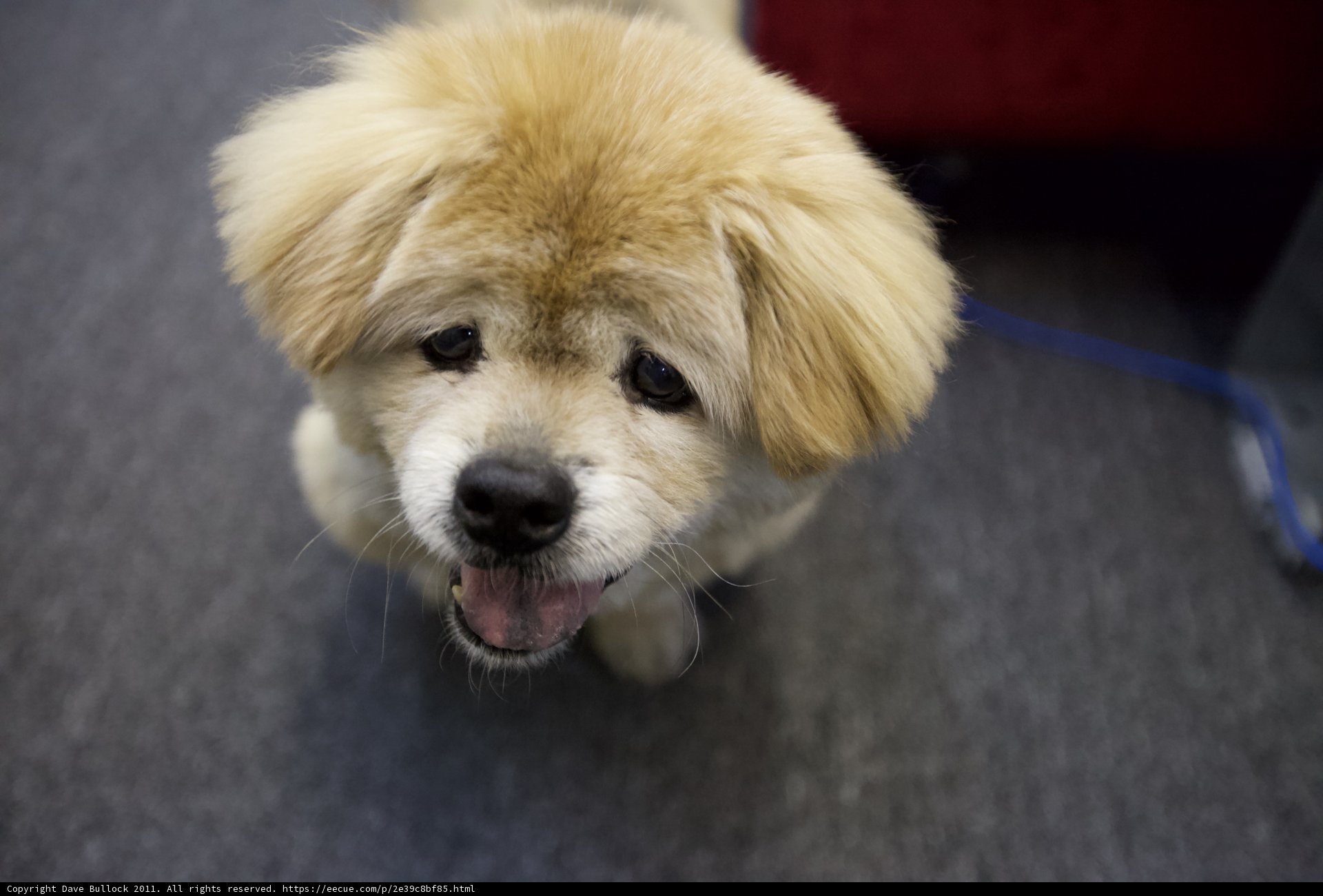 Fluffy Pomeranian Puppy