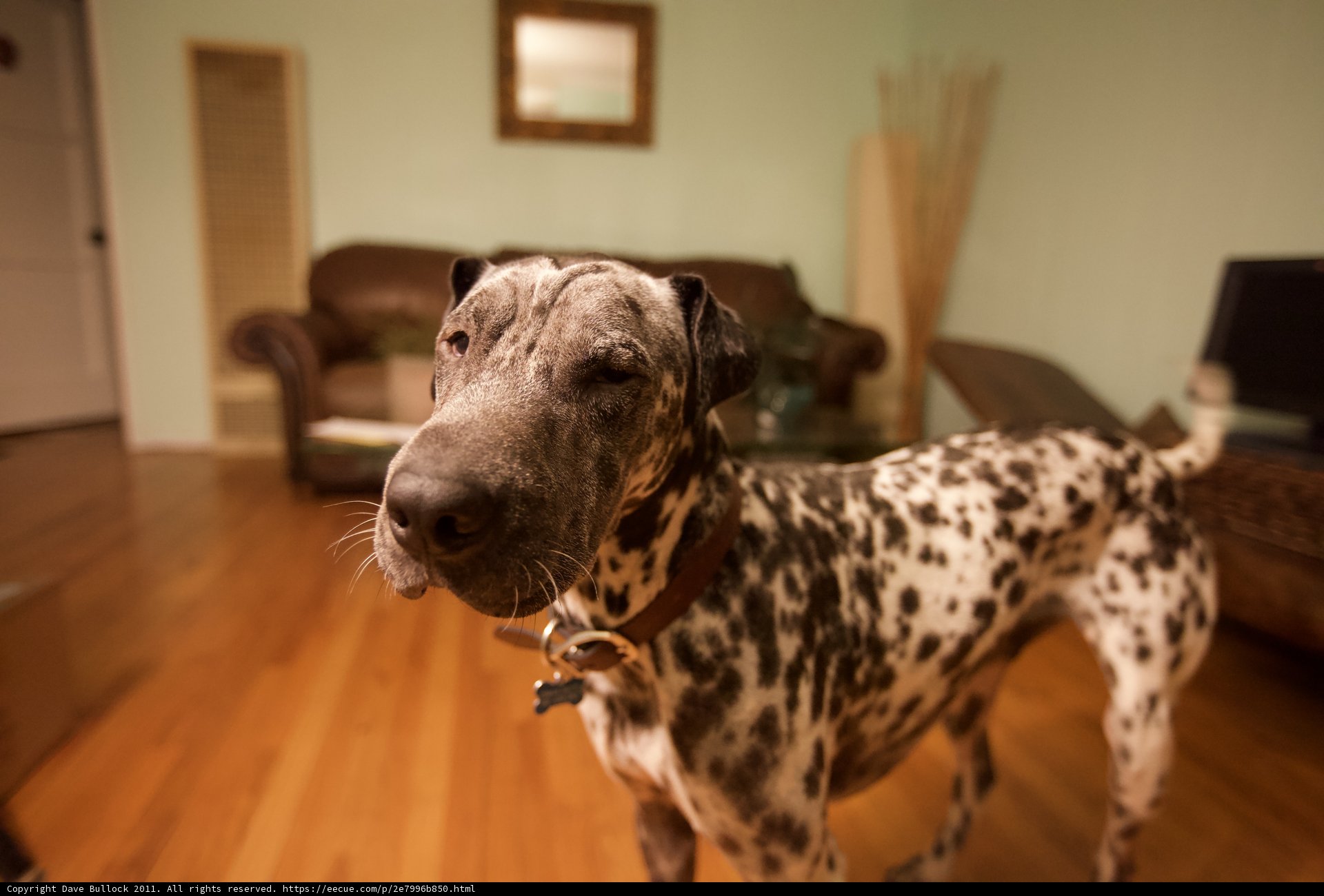 Wooden Floors and Canine Paws