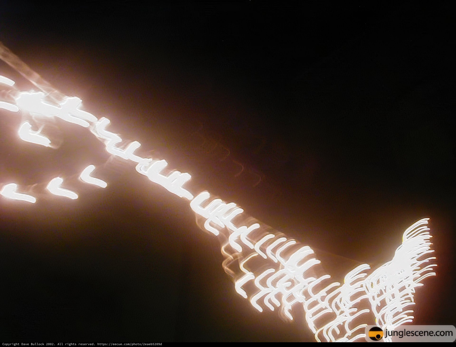 Illuminated Giraffe