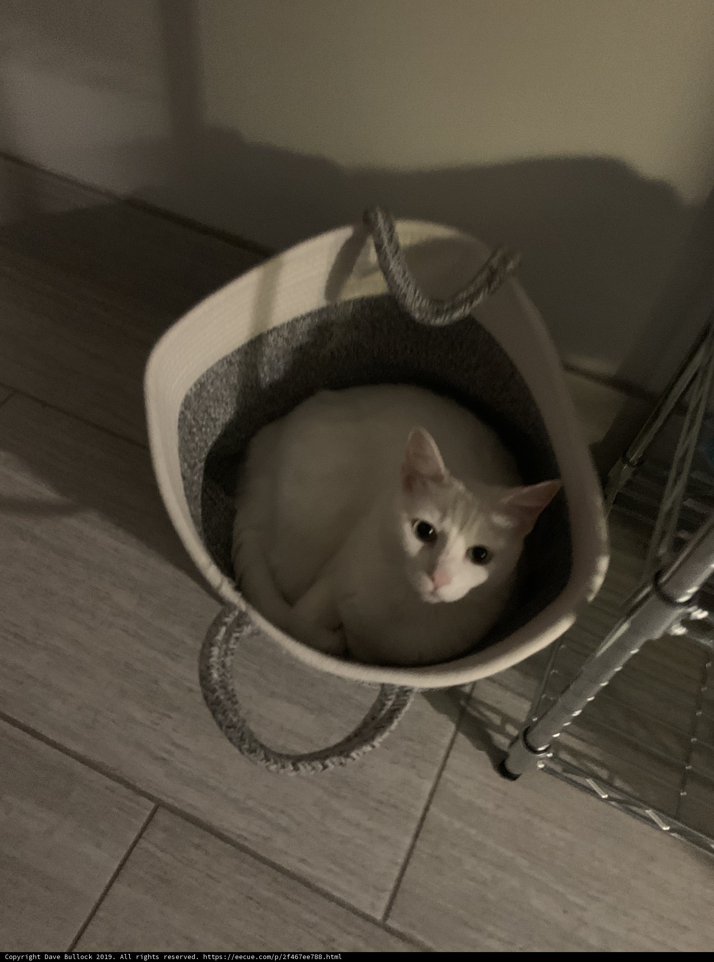 Cozy and Comfy Basket for a Feline Friend