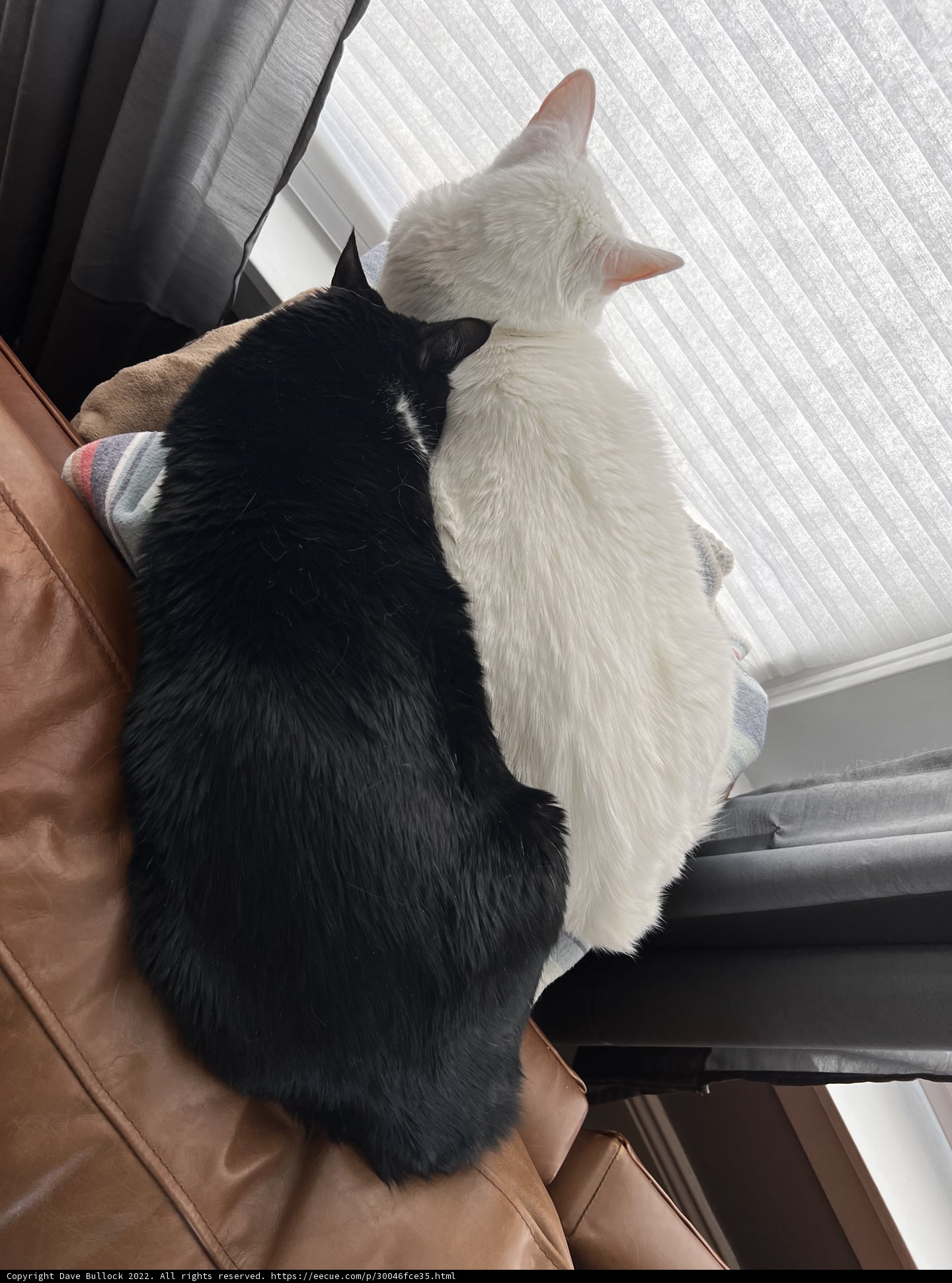 Cozy Cats on the Couch
