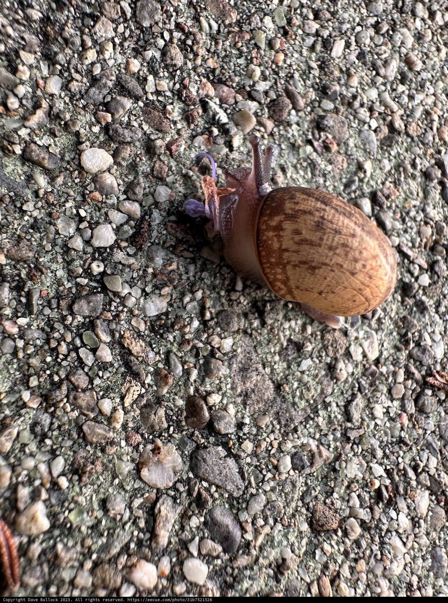 A Slow Stroll Through Rocky Terrain
