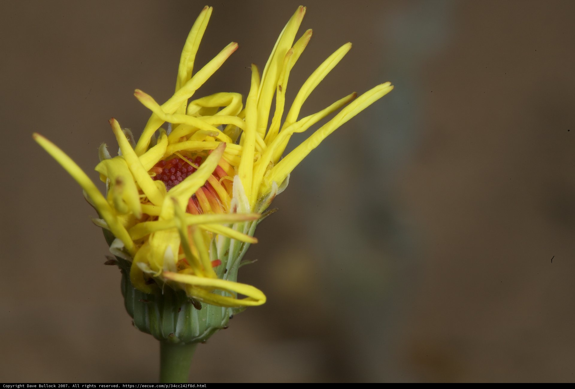 Desert Daisy