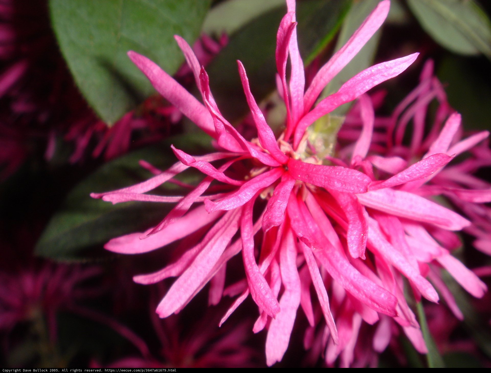 Pink Dahlia Flower Close-Up