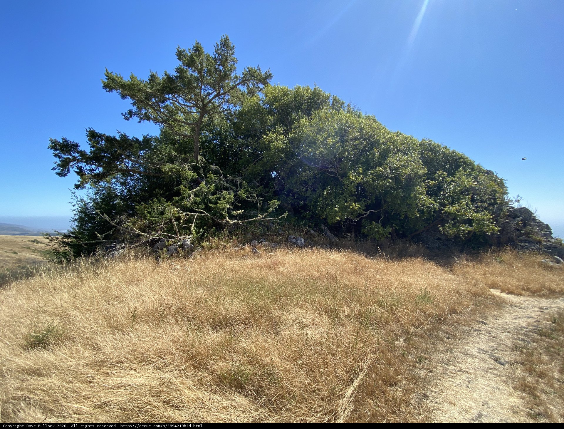 Hilltop Tree Along Trail