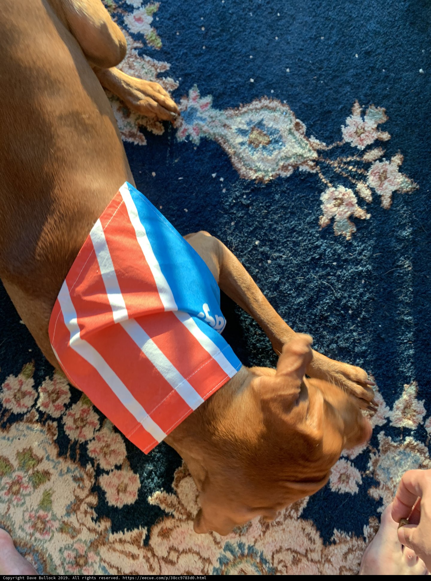 Patriotic Pup