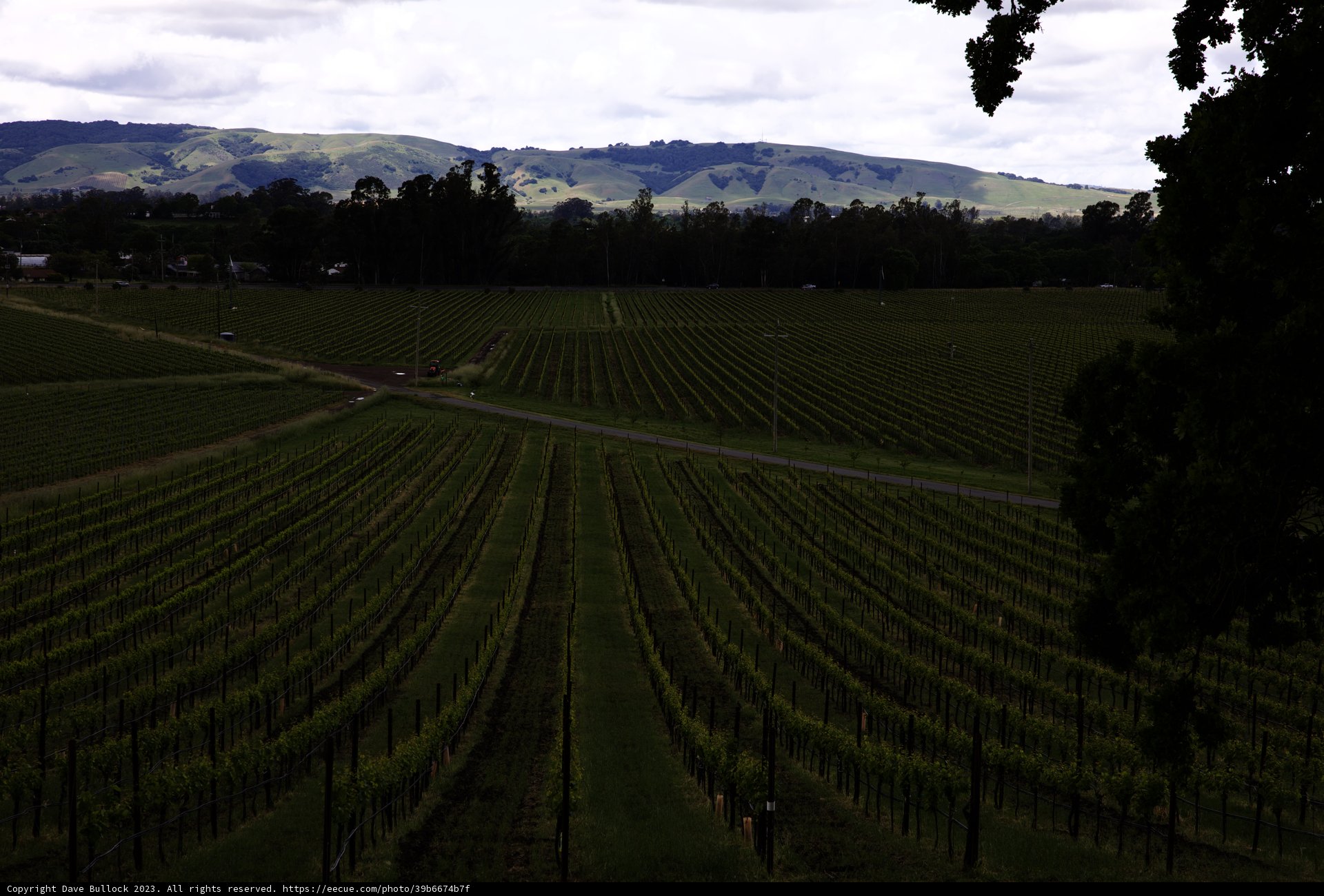 Scenic Vineyard Splendor