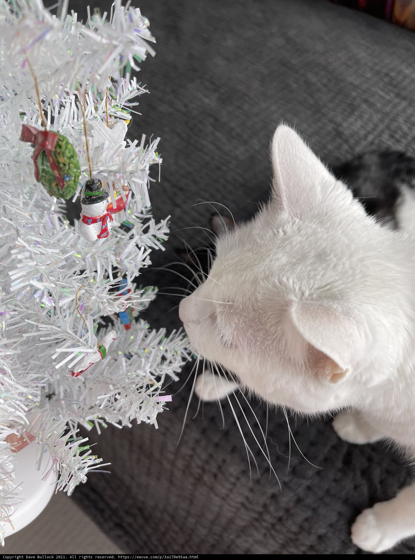 Feline Festivities