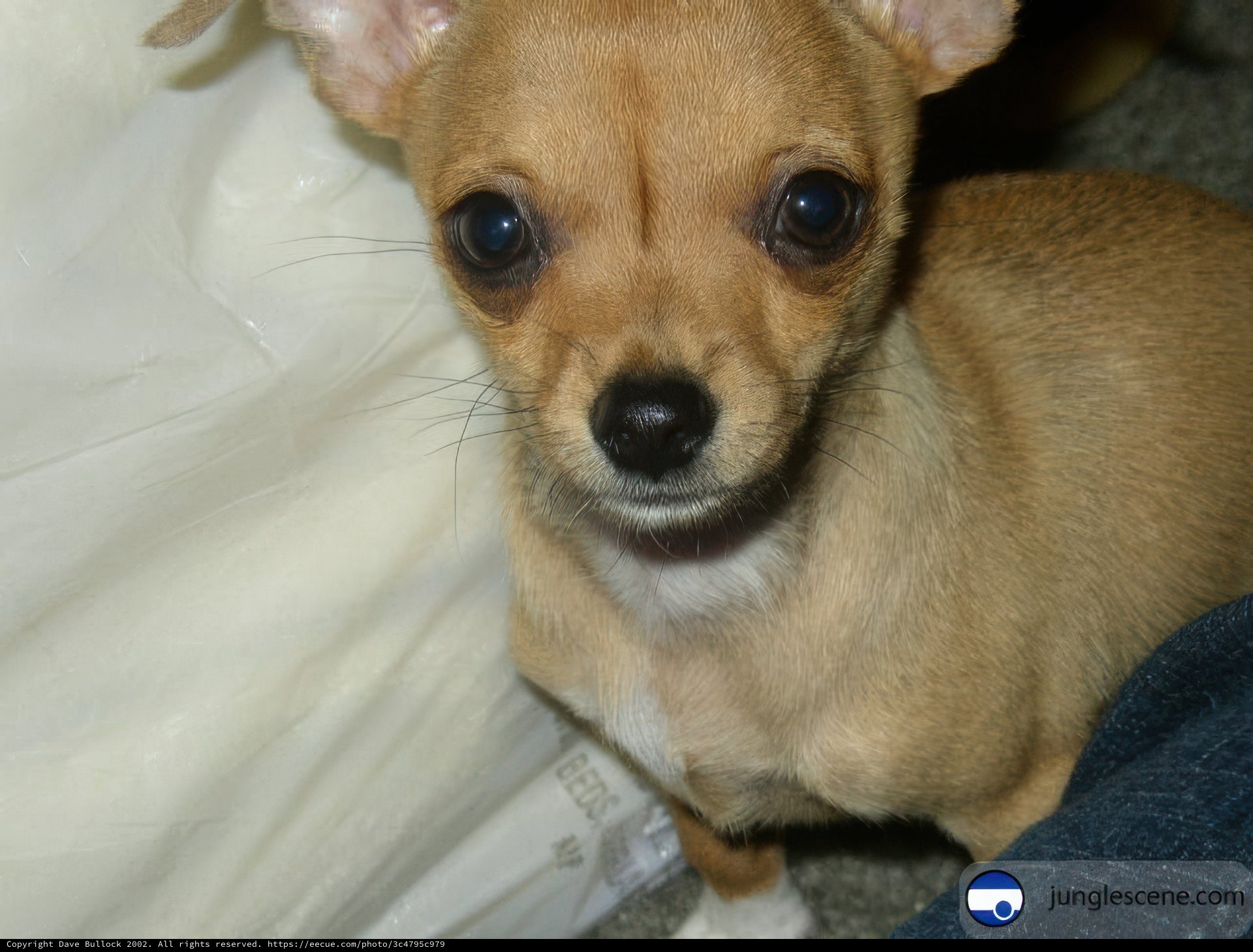 Snug as a Chihuahua on a Couch