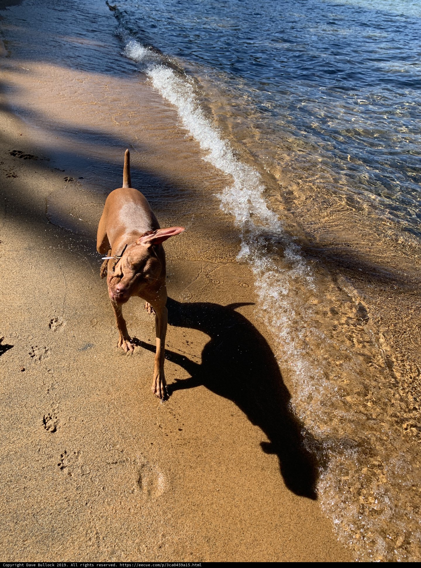 A Weimaraner's Day at the Beach
