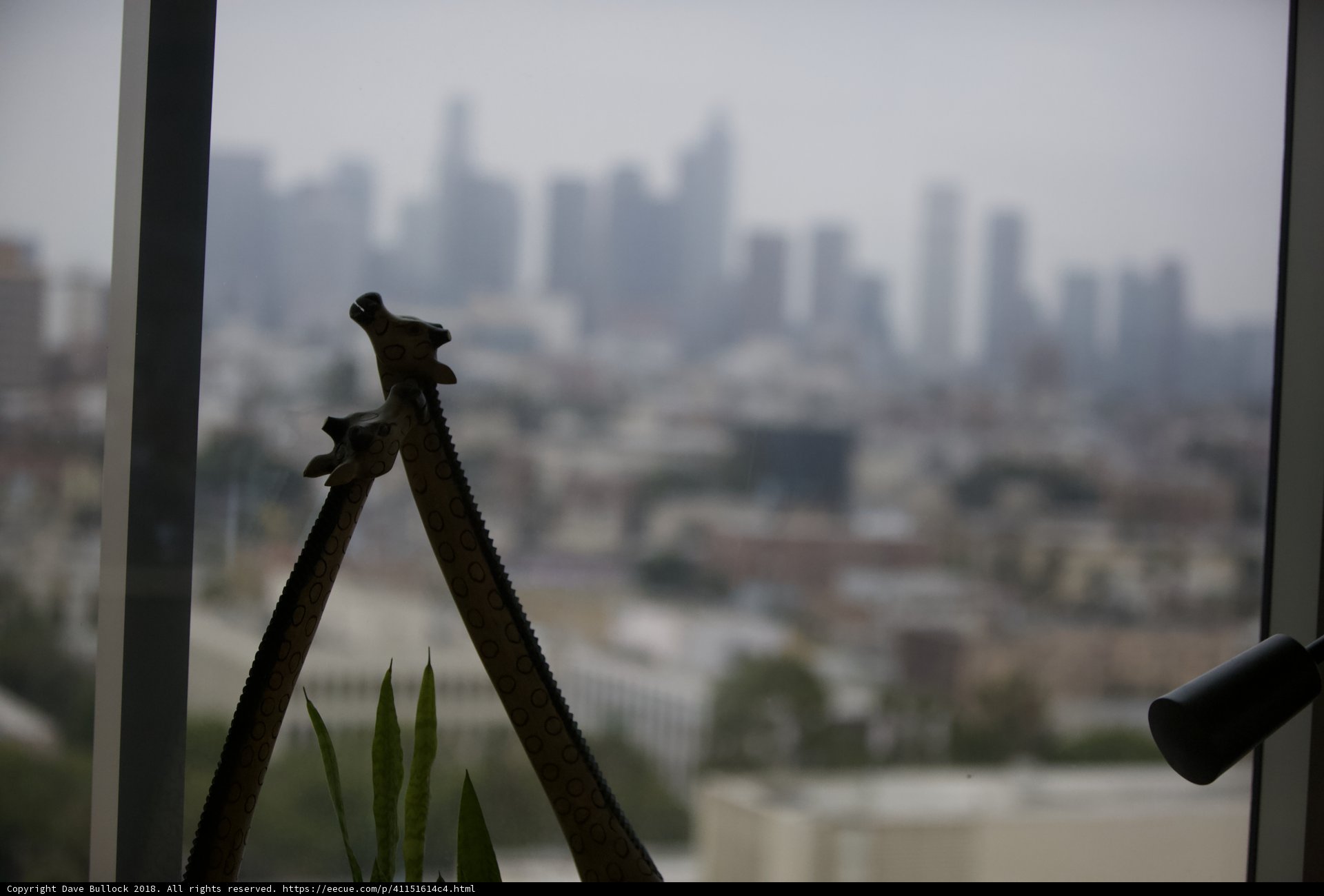 Giraffe in the City