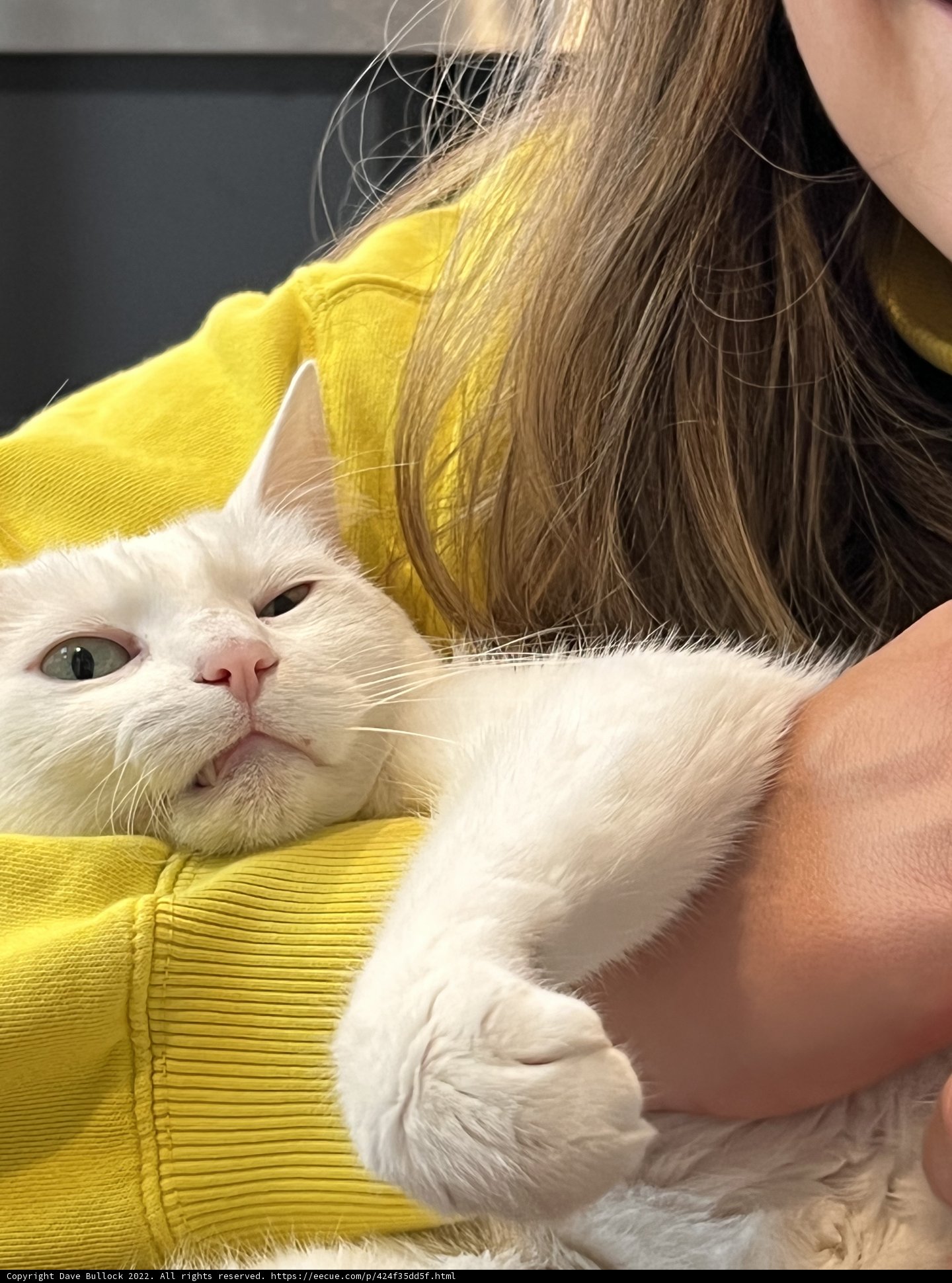 Cuddles with a Furry Friend