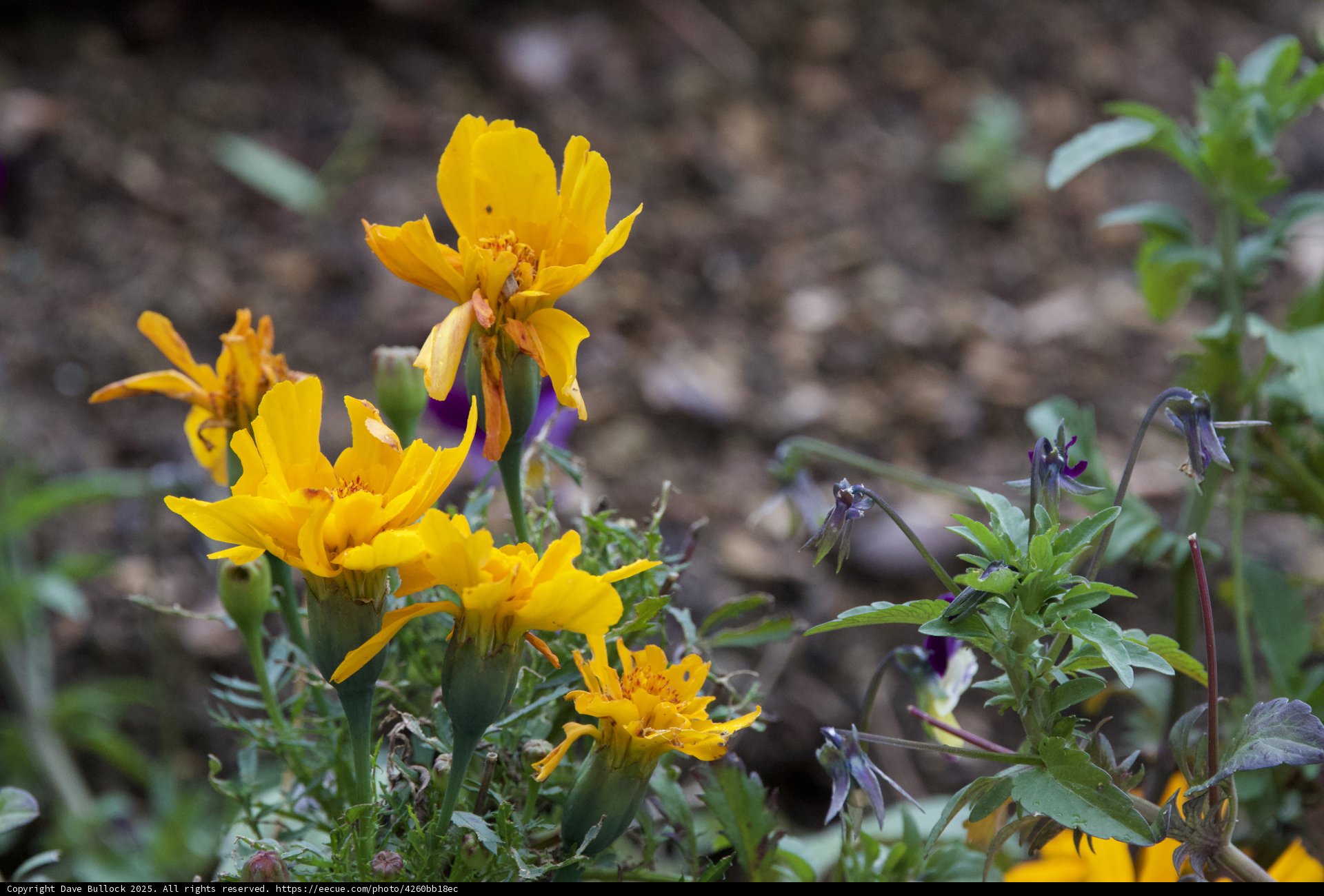Vibrant Blooms in Spring Light