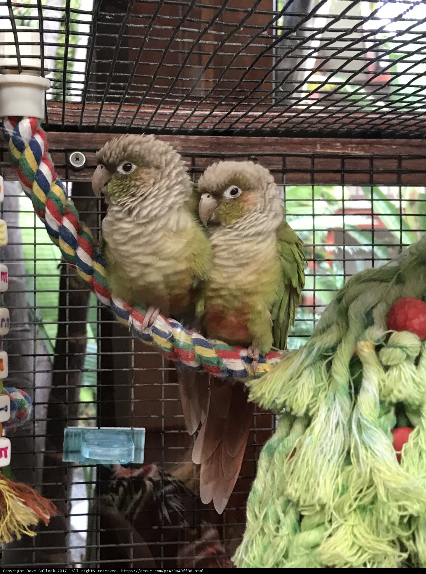 Captive Colors