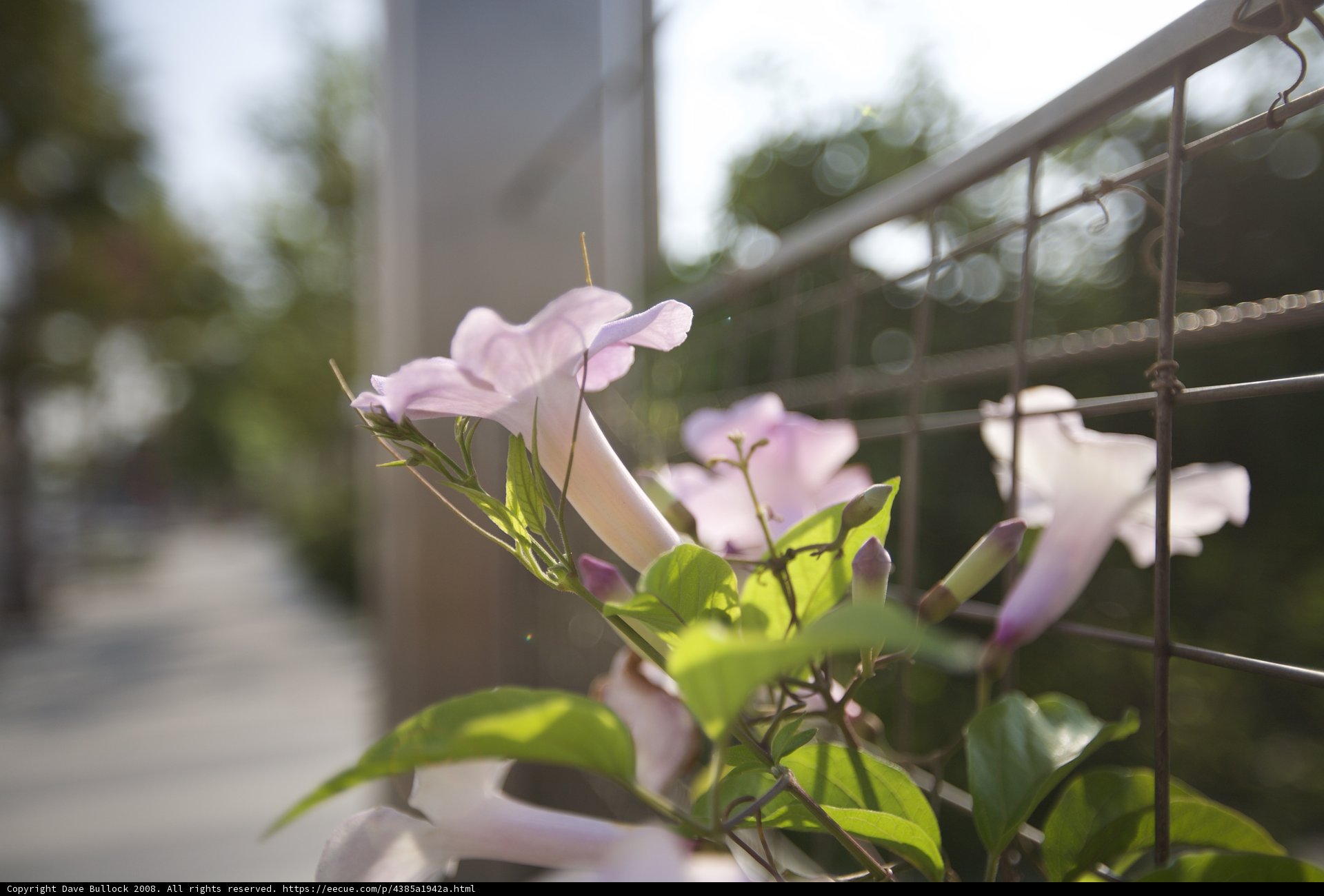 Geraniums in Bloom