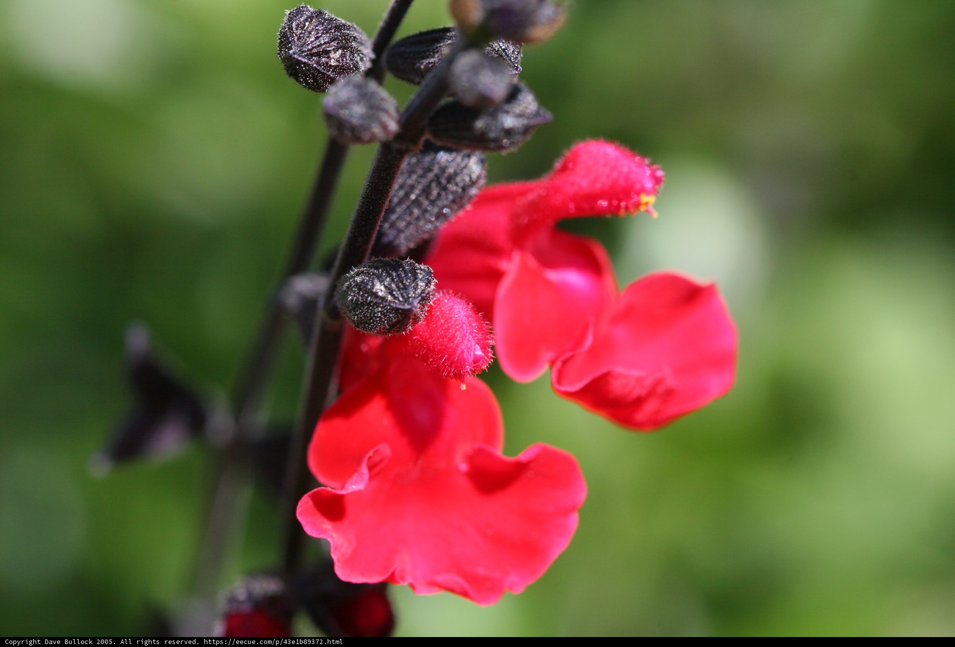 Red and Black Flower