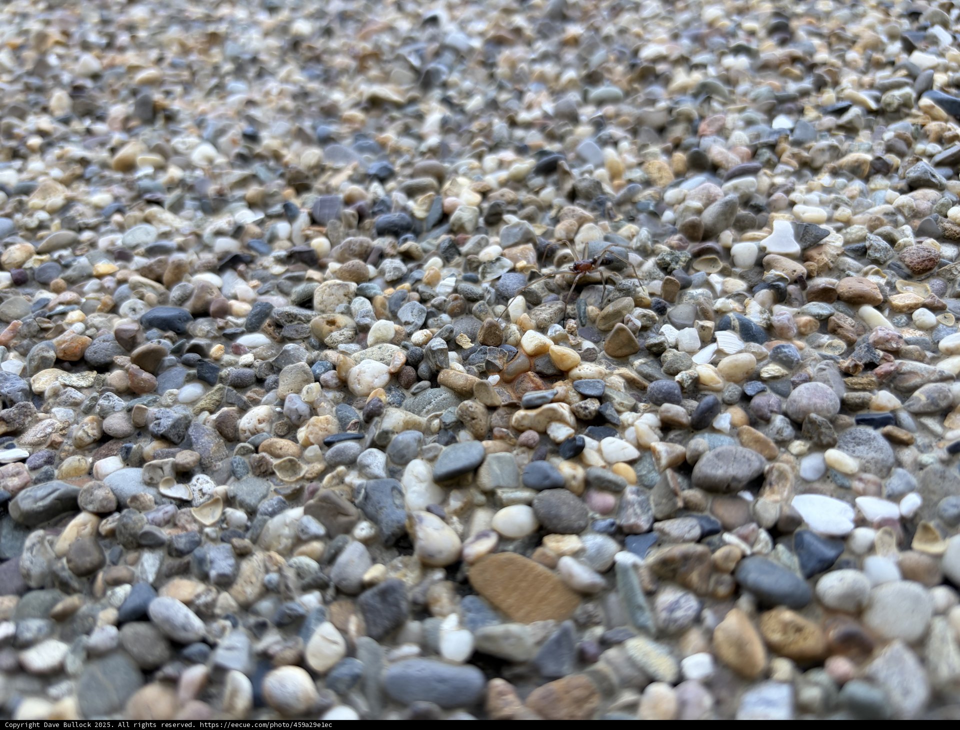 Hidden Life Amidst Pebbles