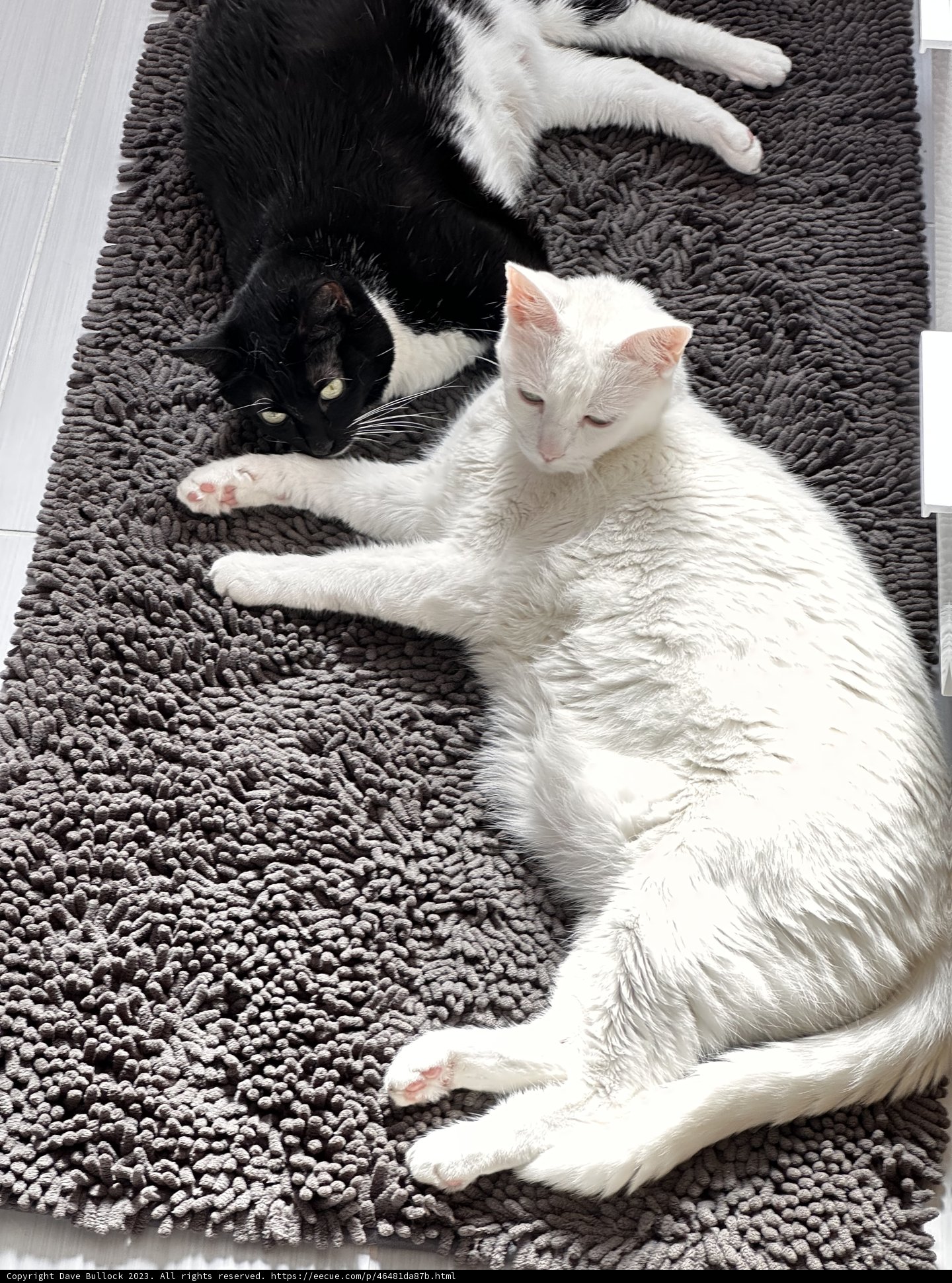 Feline Relaxation on a Cozy Home Rug