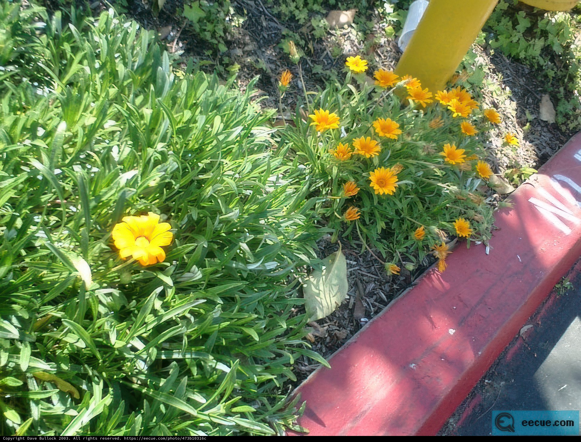 Blooming Treasures in the Garden