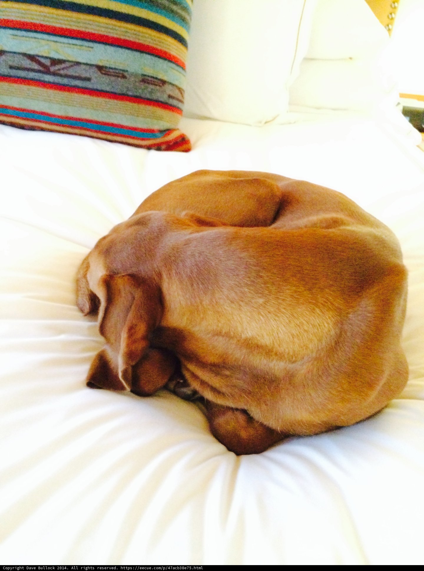 Cozy Canine Naptime