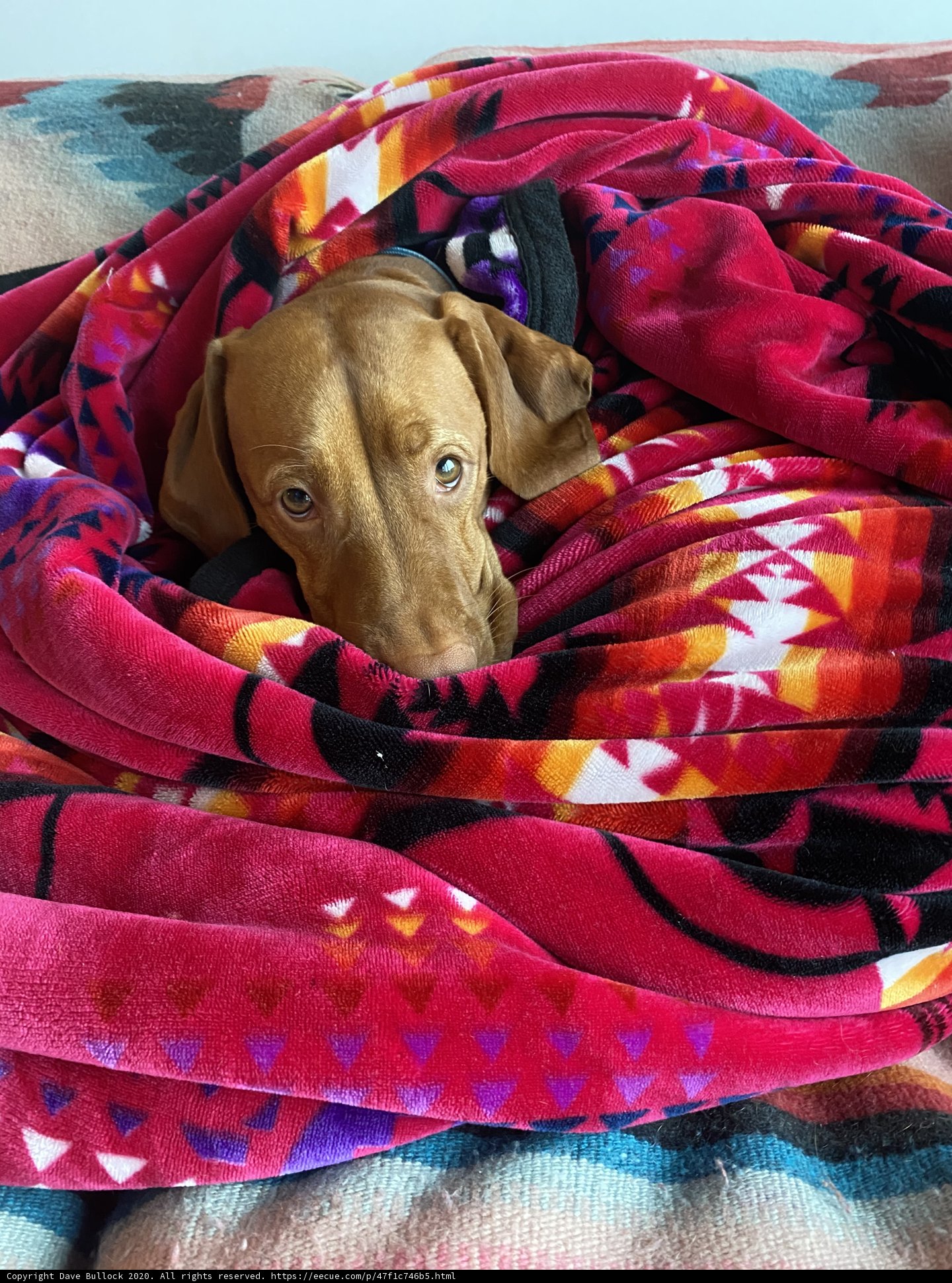 Cozy Canine