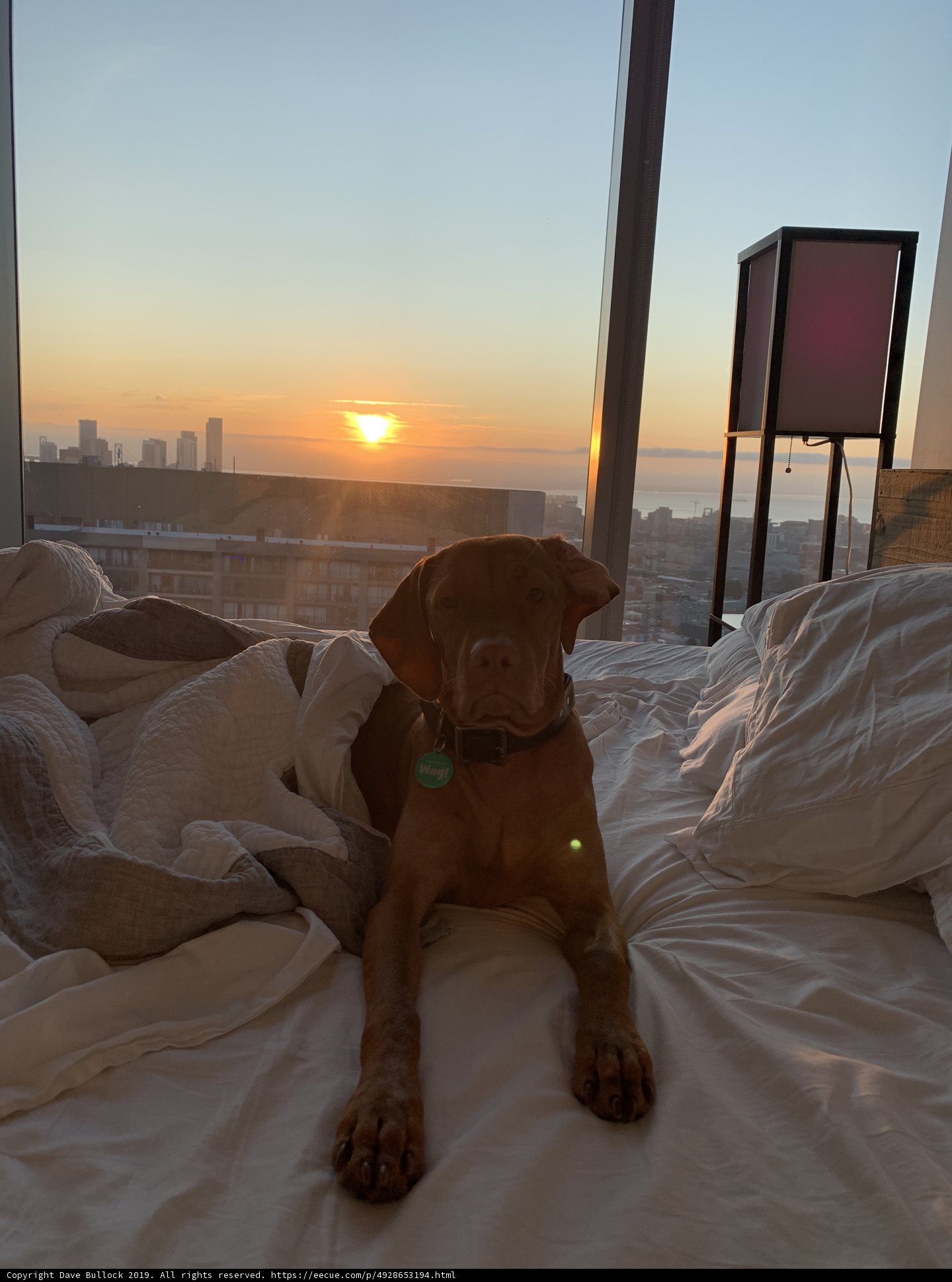 Cozy Companion
