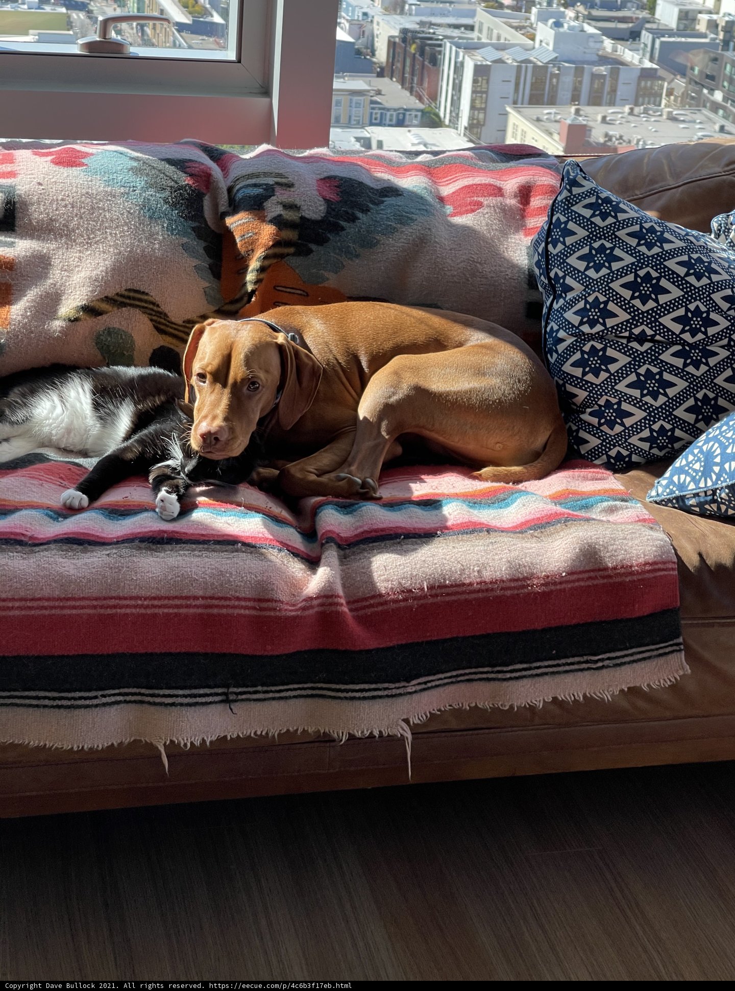 Cuddling Companions on the Couch