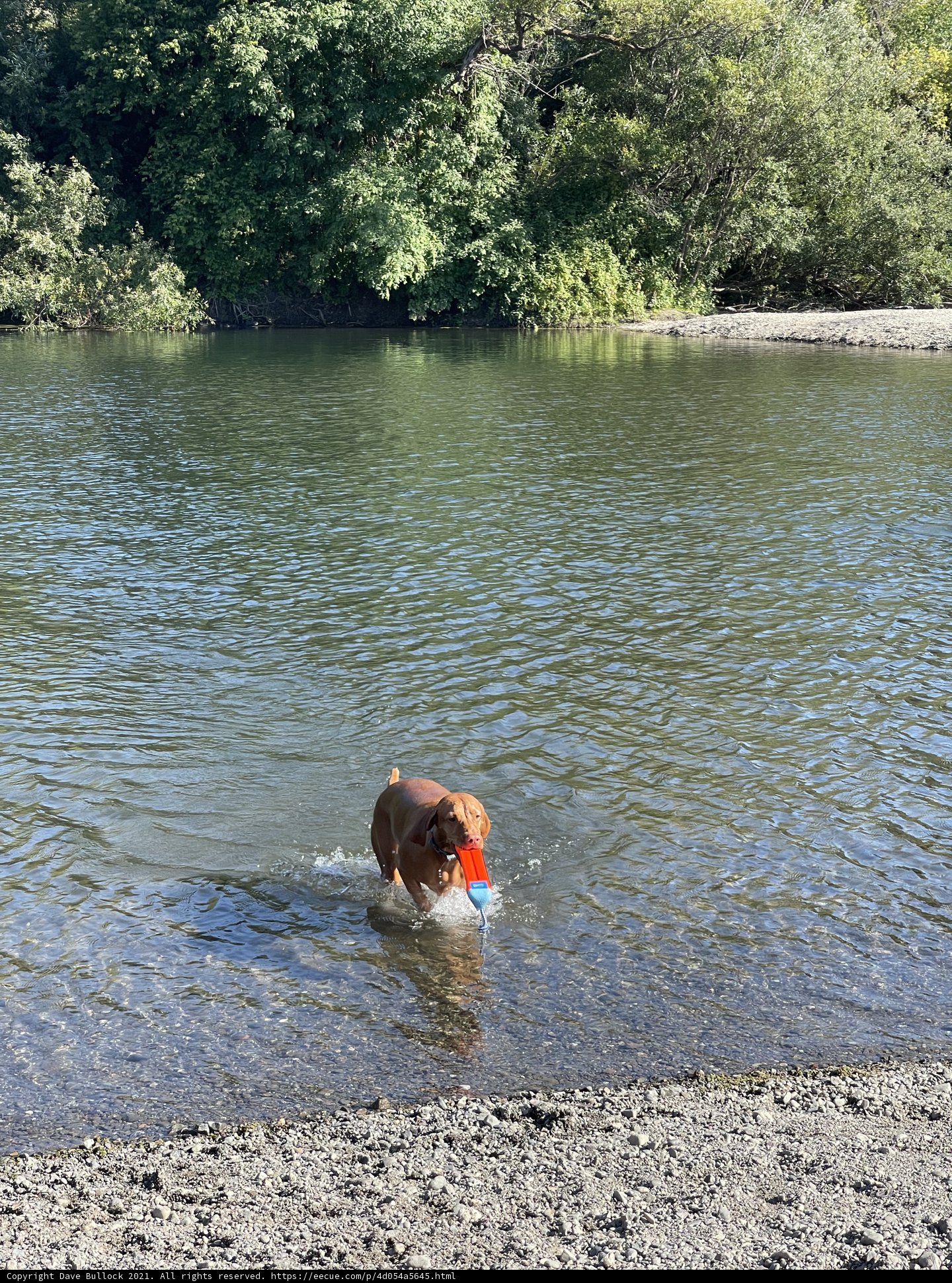 Splish Splash Doggo Fun