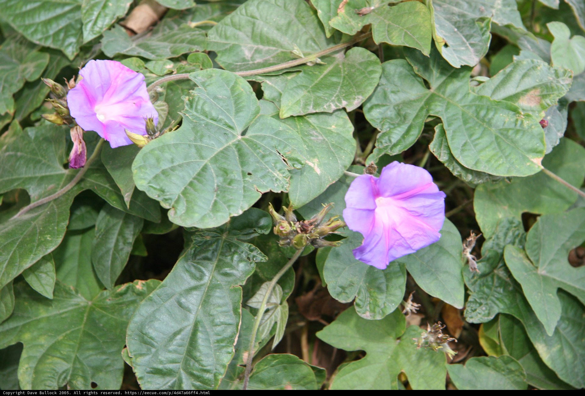 Vibrant Geranium