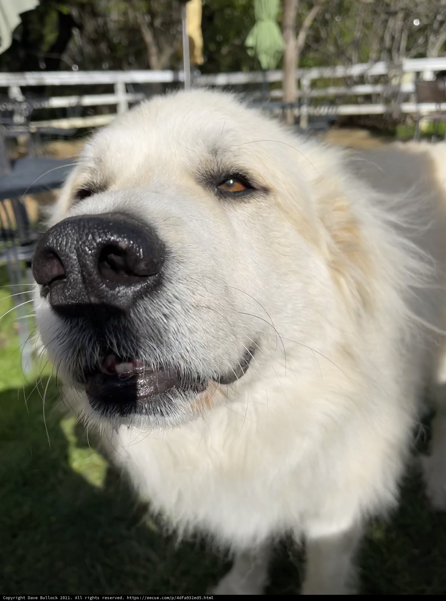 Majestic White Dog