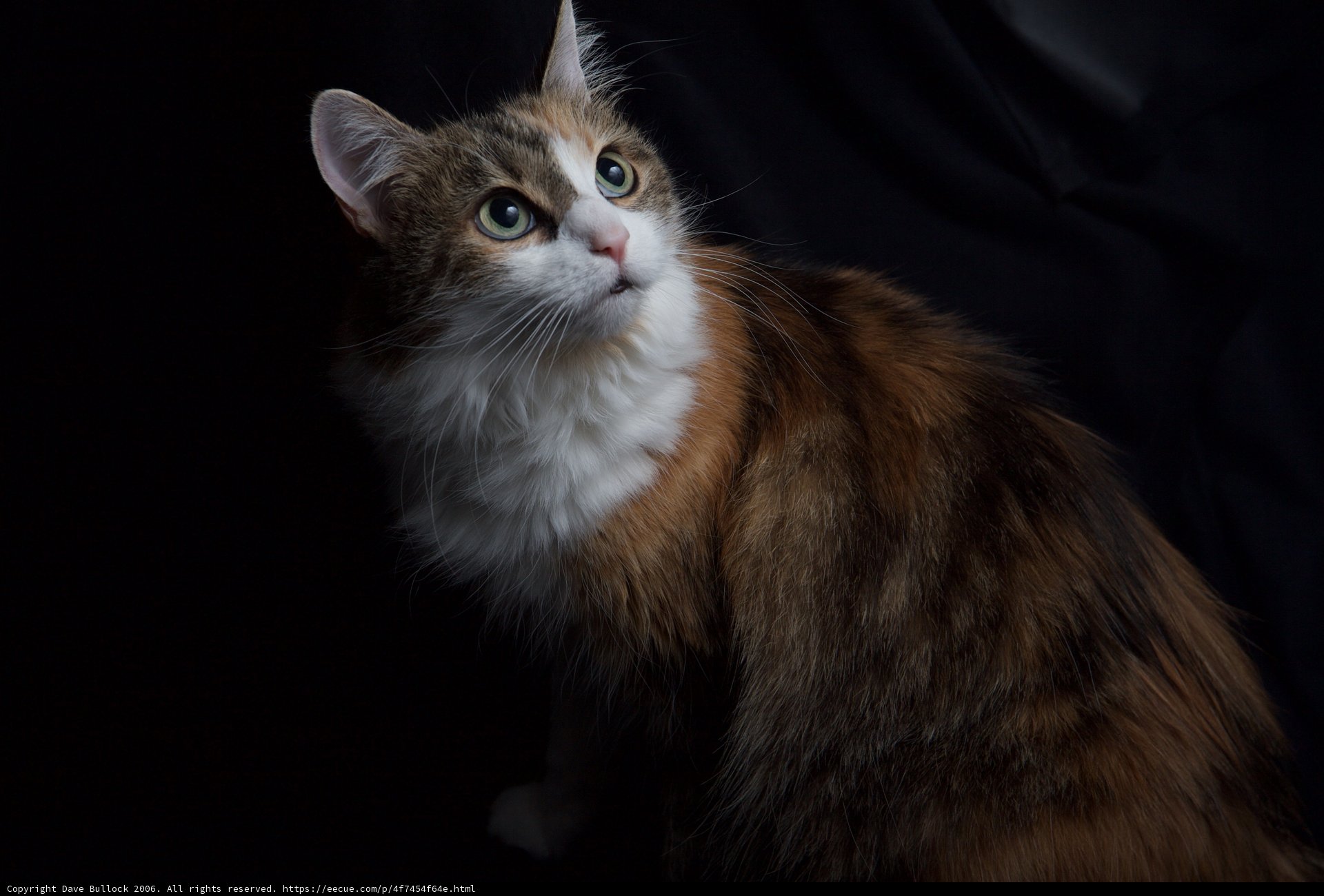 Pretty Calico Cat